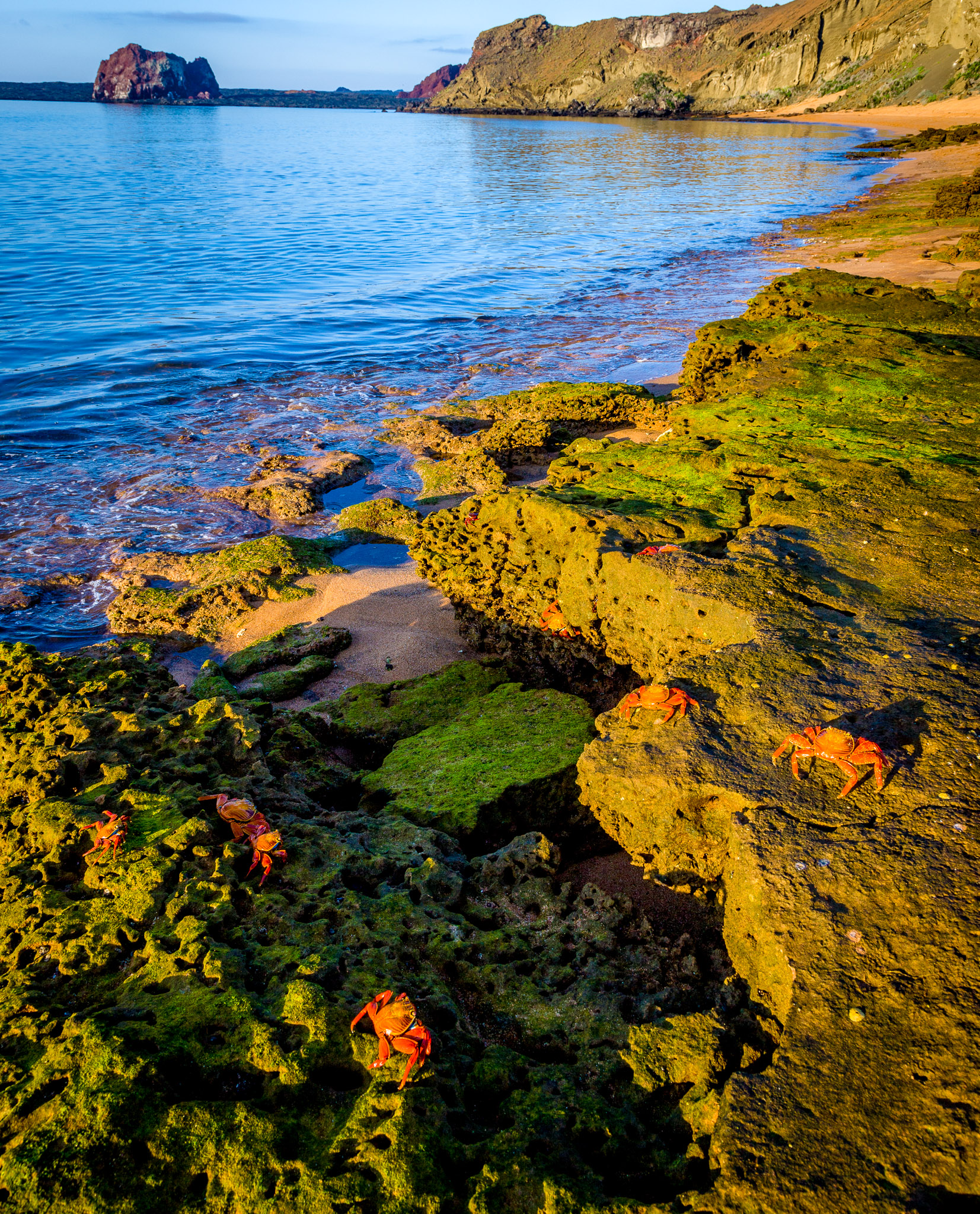 Sally lightfoot crabs in the early sun