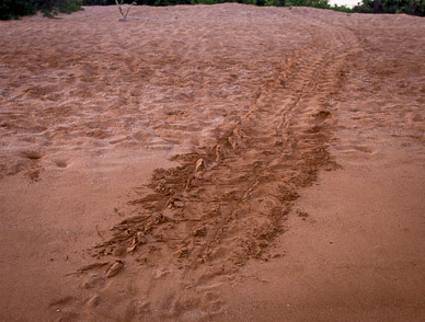 Sea turtle tracks from nest back to sea