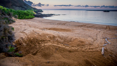 Sea turtle nest &path back to sea