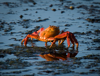 Sally lightfoot crab