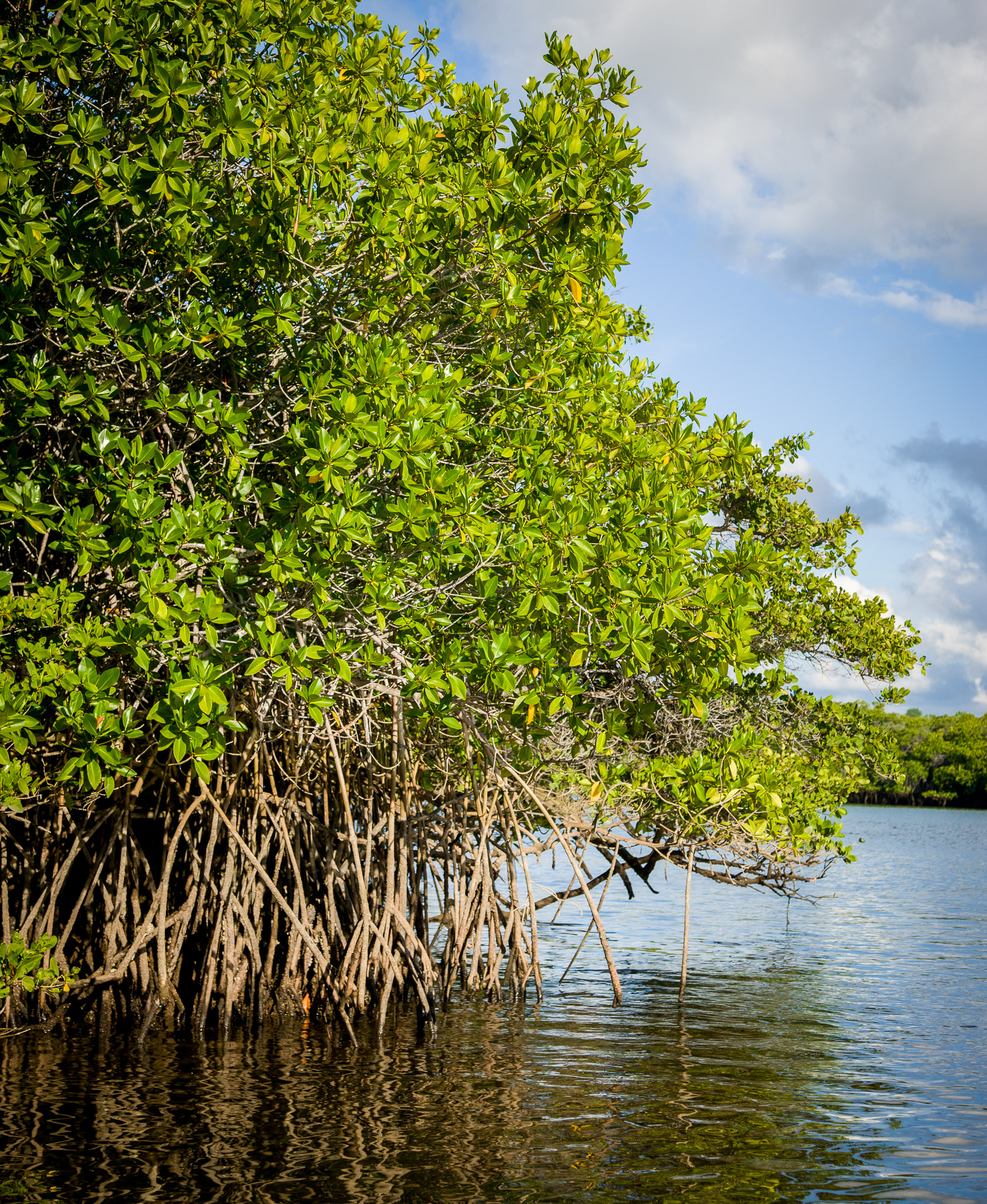 Mangroves