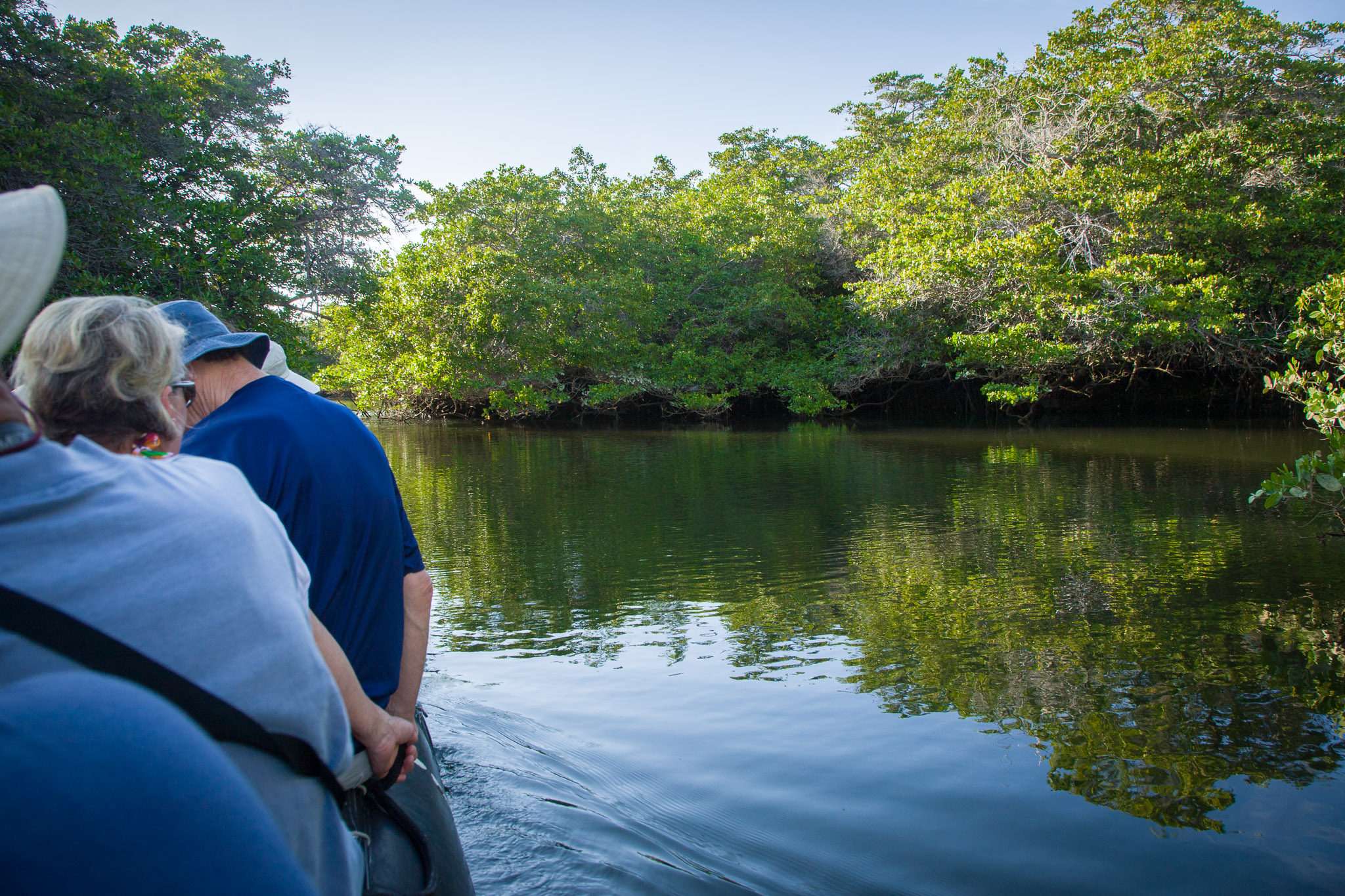 Entering mangrove lagoon, home of birds, turtles, & sharks