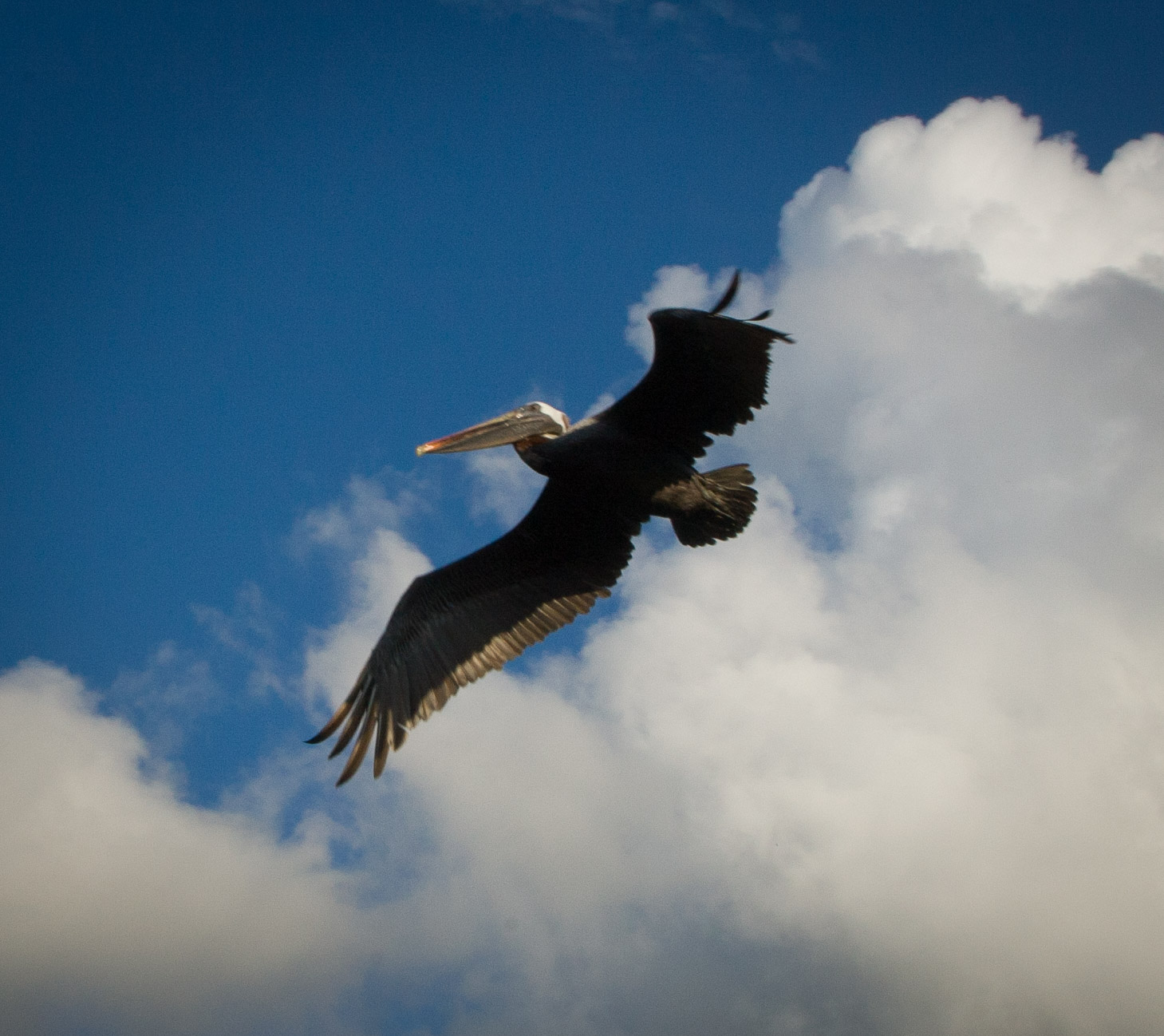 Ubiquitous pelicans