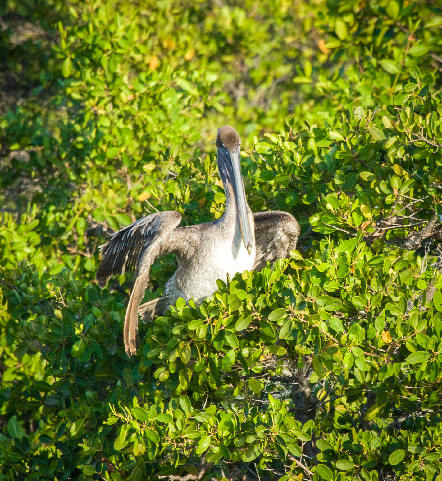 Ubiquitous pelicans