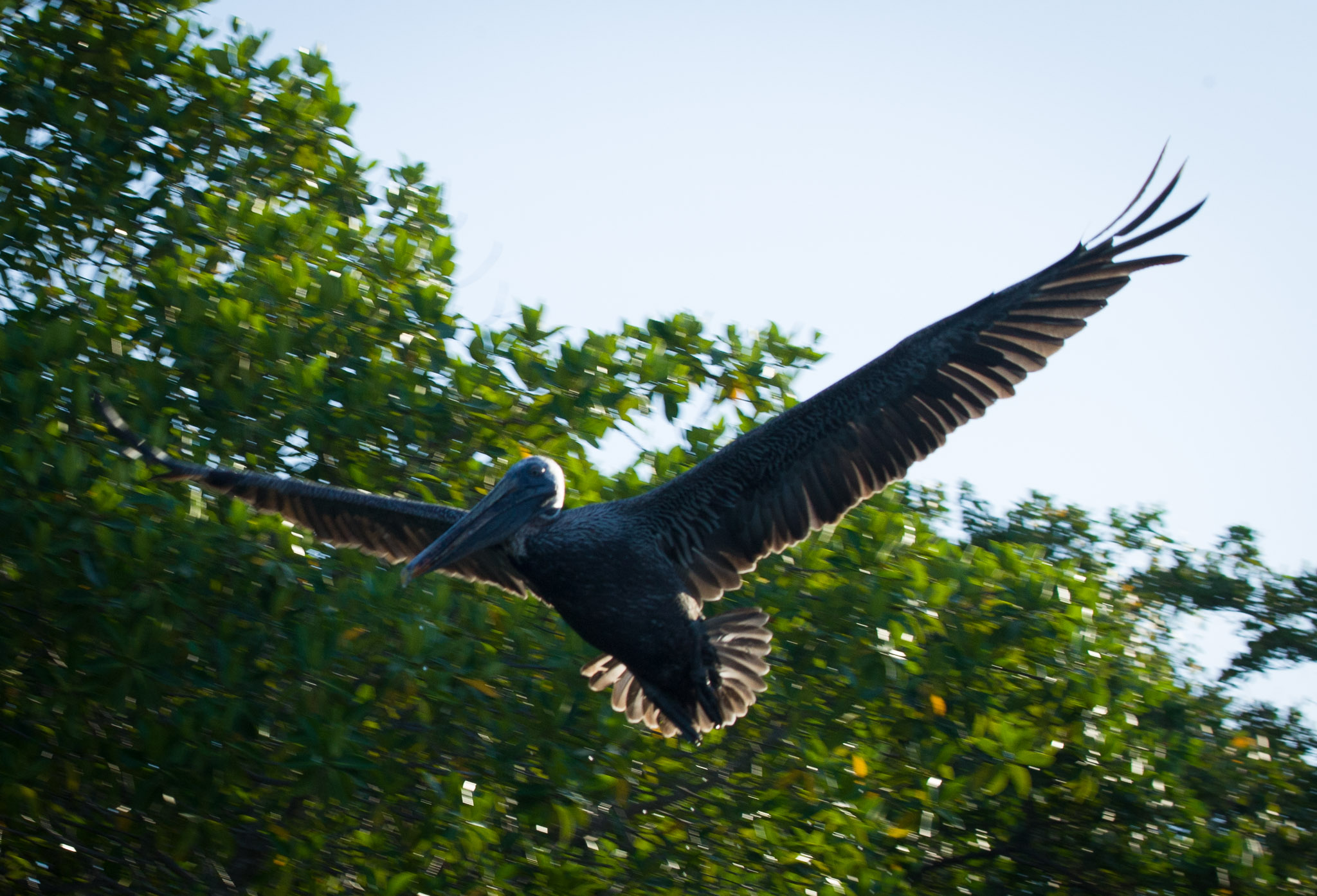 Ubiquitous pelicans