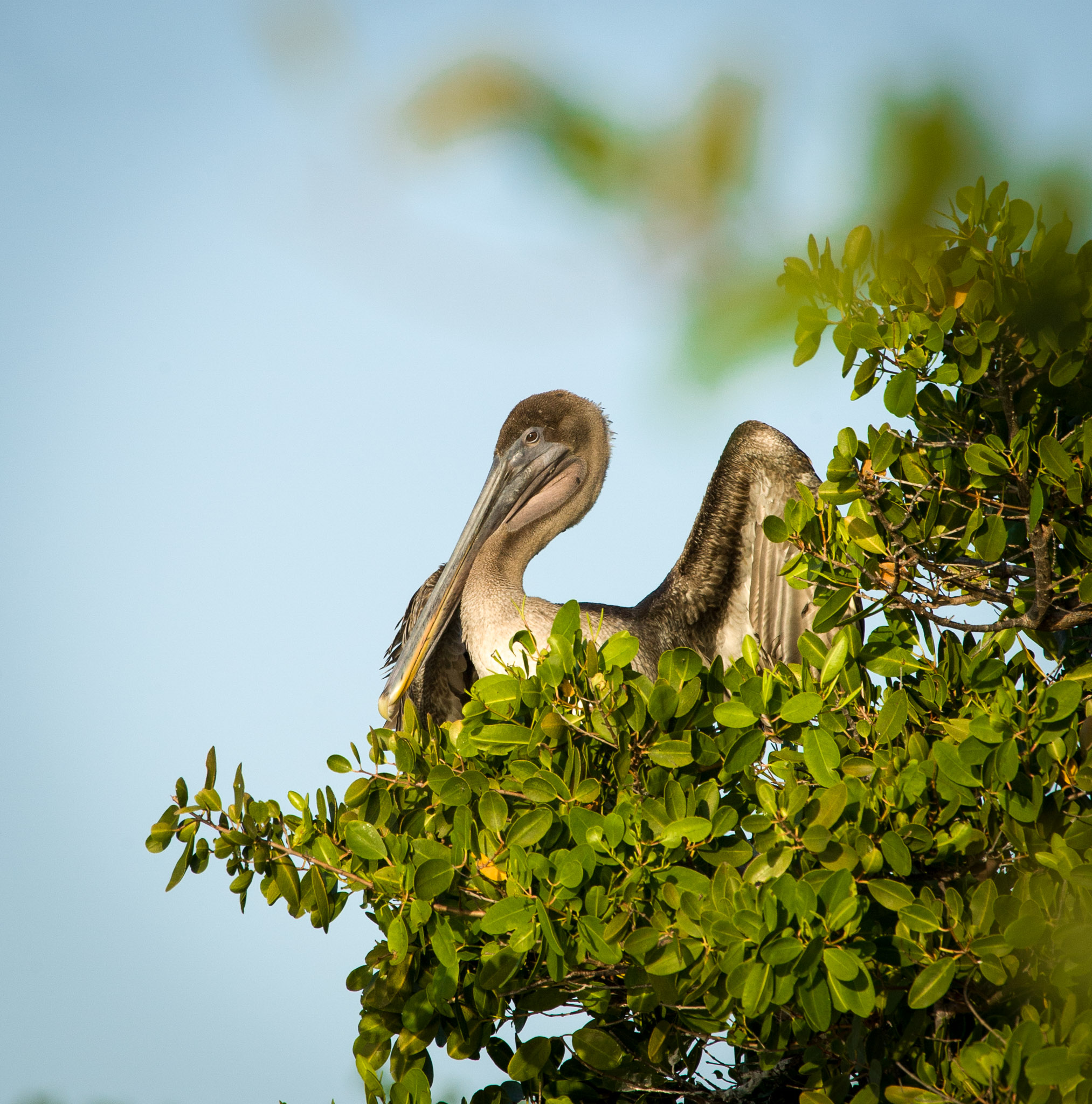 Ubiquitous pelicans