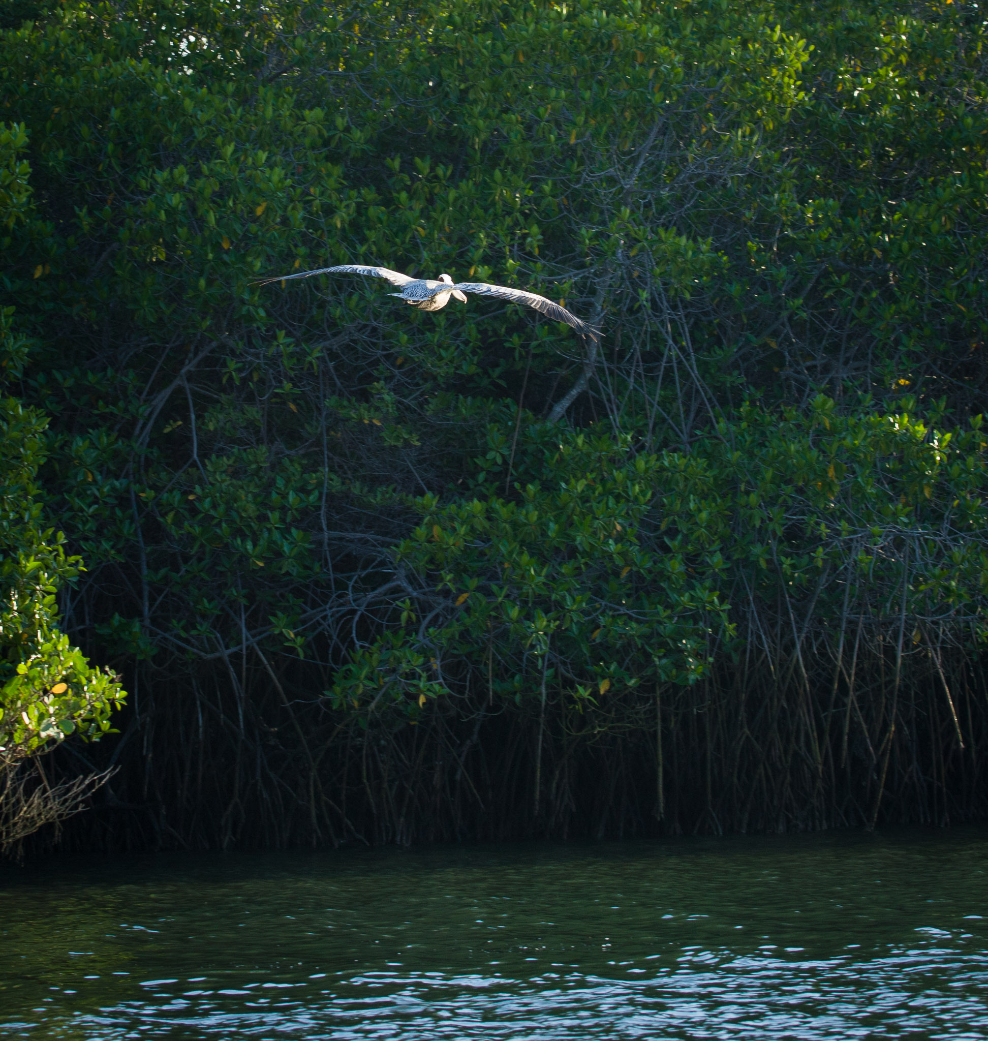 Ubiquitous pelicans