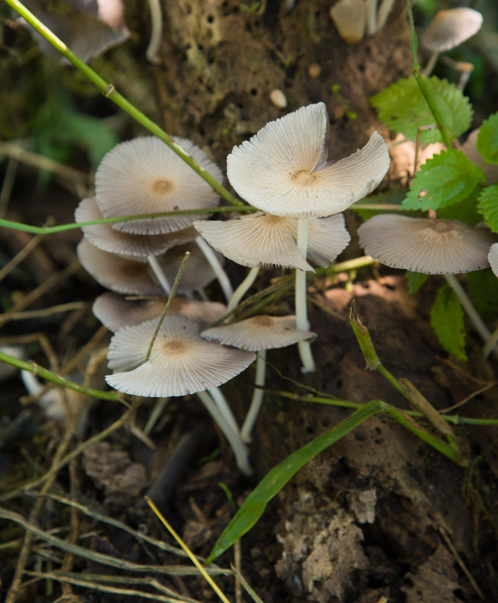 Mushrooms