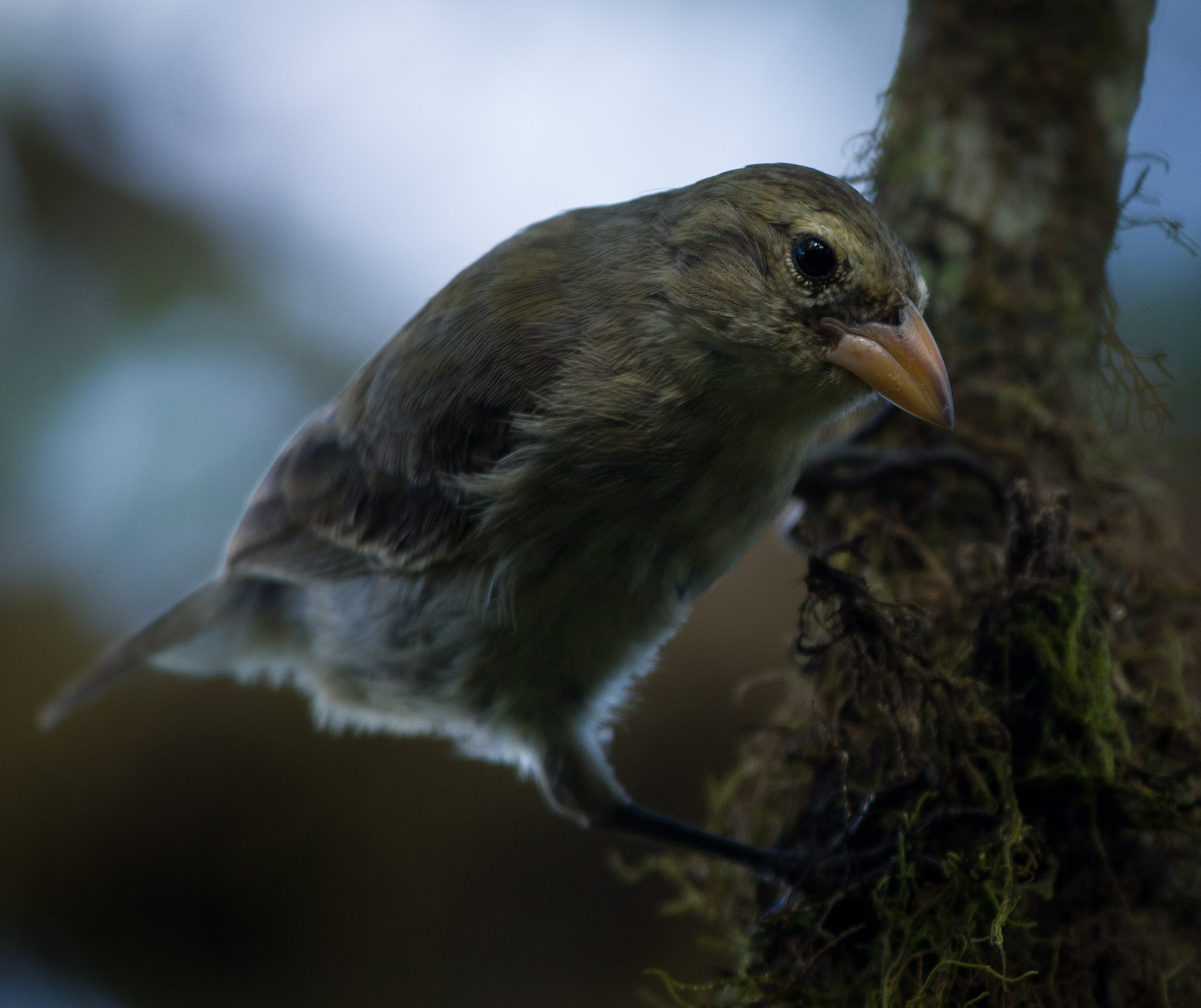 Another type of finch