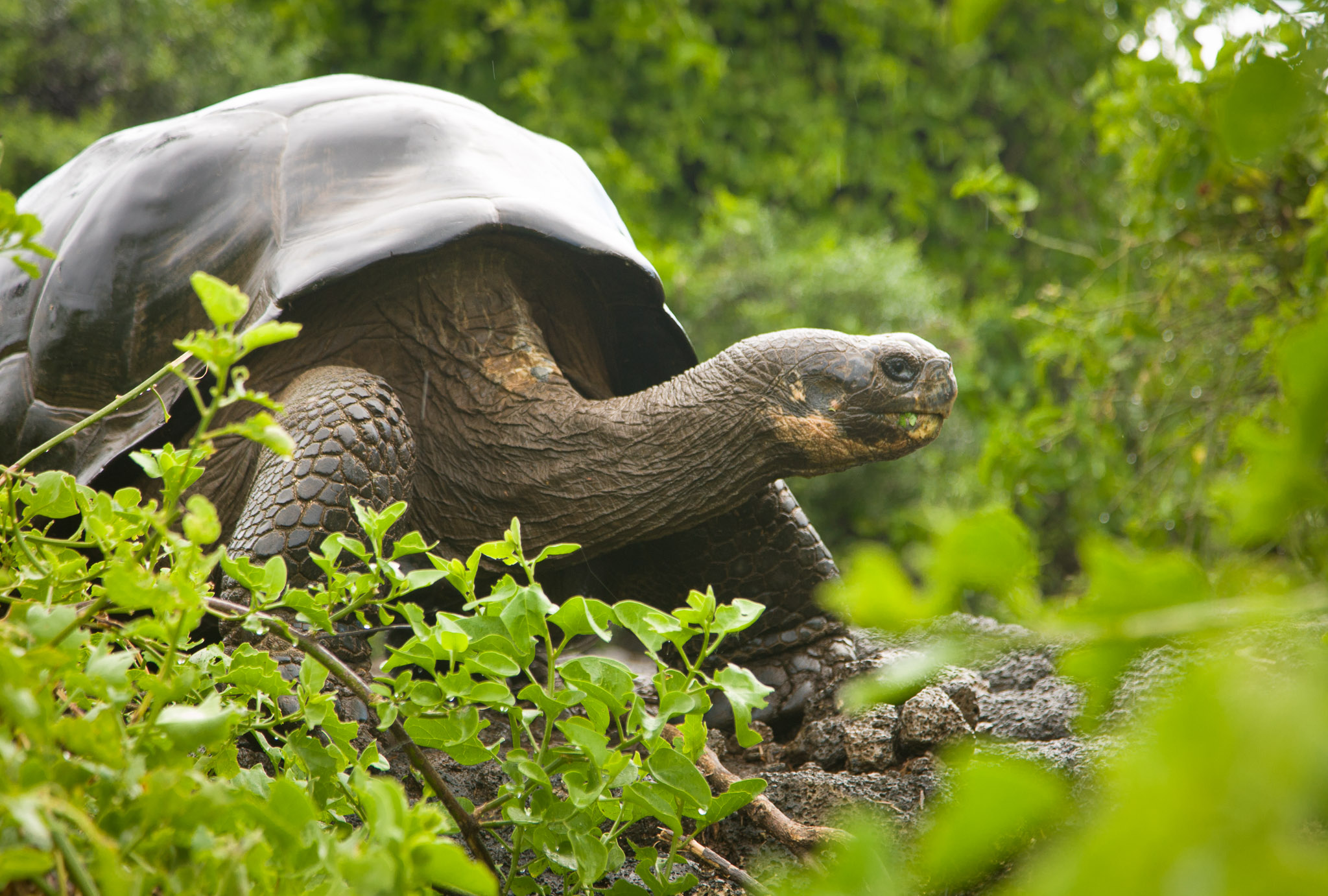 Tortoises at Darwin Research Center, Puerto Ayora