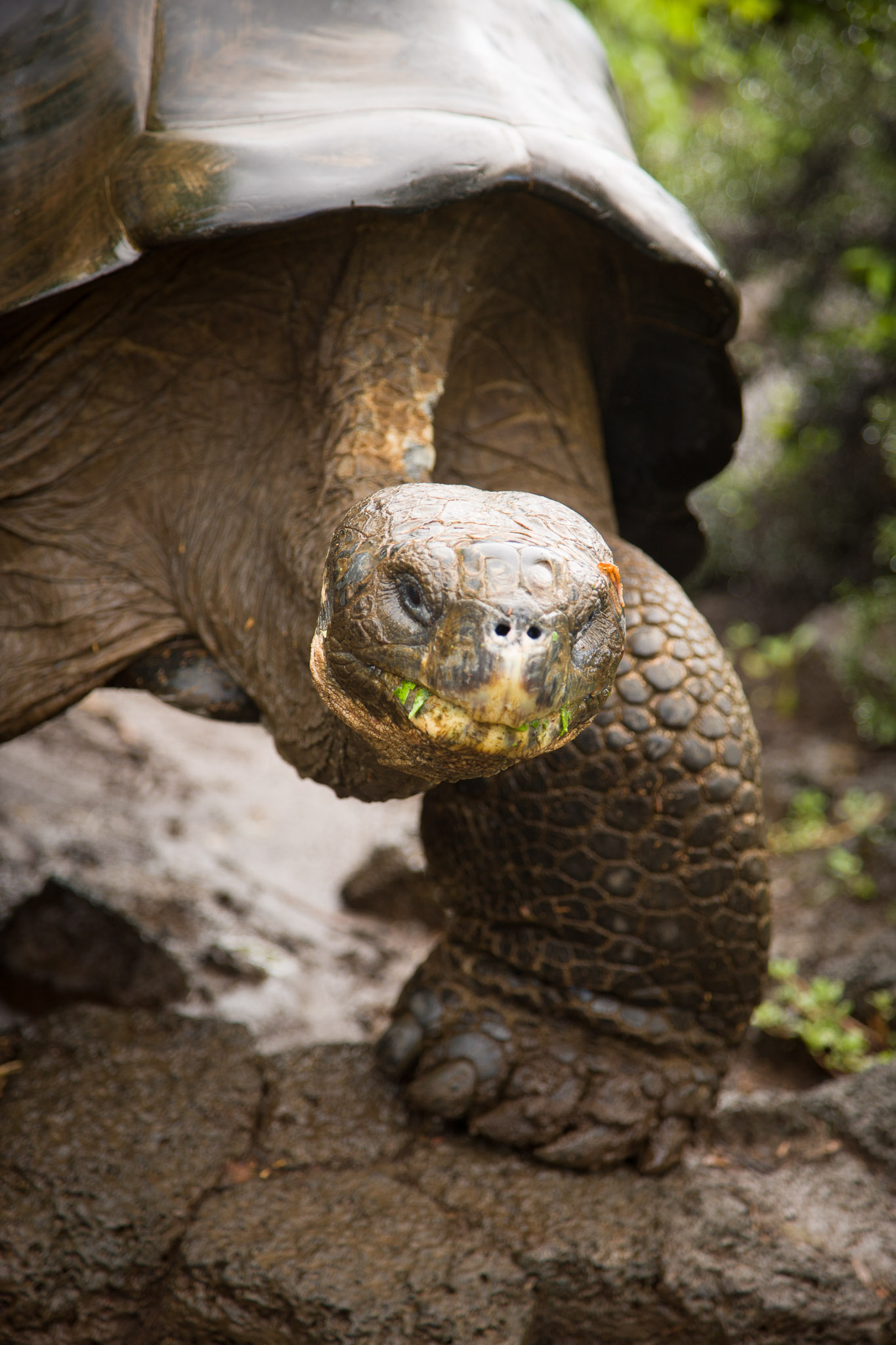 Tortoises at Darwin Research Center, Puerto Ayora