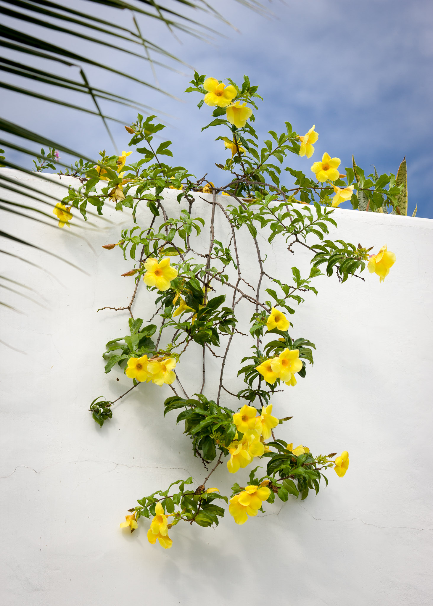 Flowers in Puerto Ayora