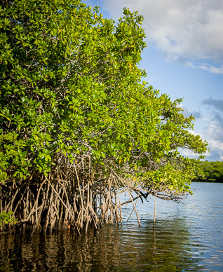 Mangroves