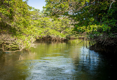 Entering mangrove lagoon, home of birds, turtles, & sharks