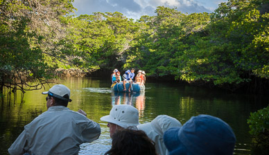 Entering mangrove lagoon, home of birds, turtles, & sharks