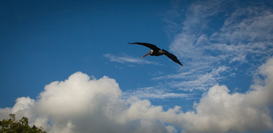 Ubiquitous pelicans