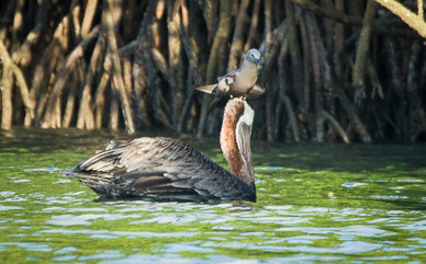 Pelican being harassed by a Noddy