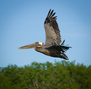 Ubiquitous pelicans