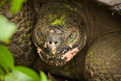 Tortoise in Santa Cruz Highlands Tortoise Reserve