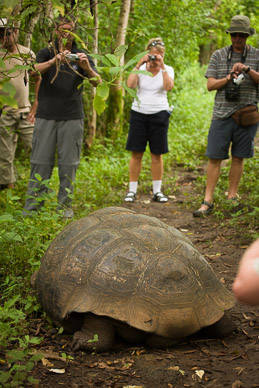 Tortoise in Santa Cruz Highlands Tortoise Reserve
