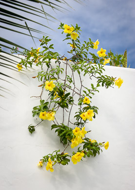 Flowers in Puerto Ayora