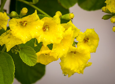 Flowers in Puerto Ayora