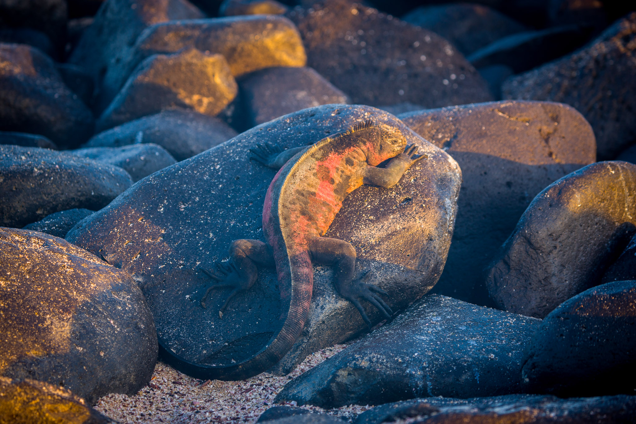 Marine iguanas warming up before first swim of the day on Isla Espanola