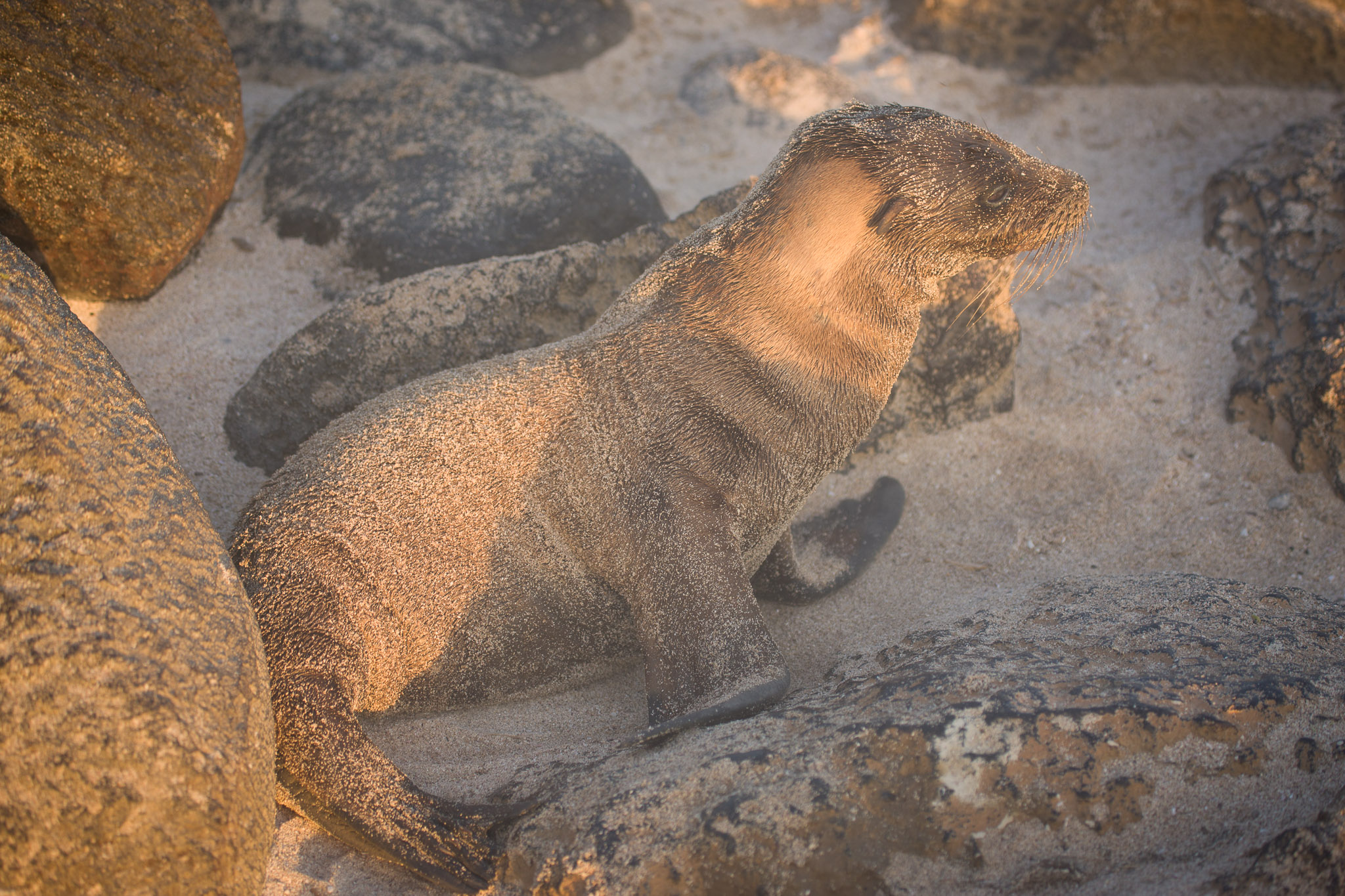 Sea lion pup