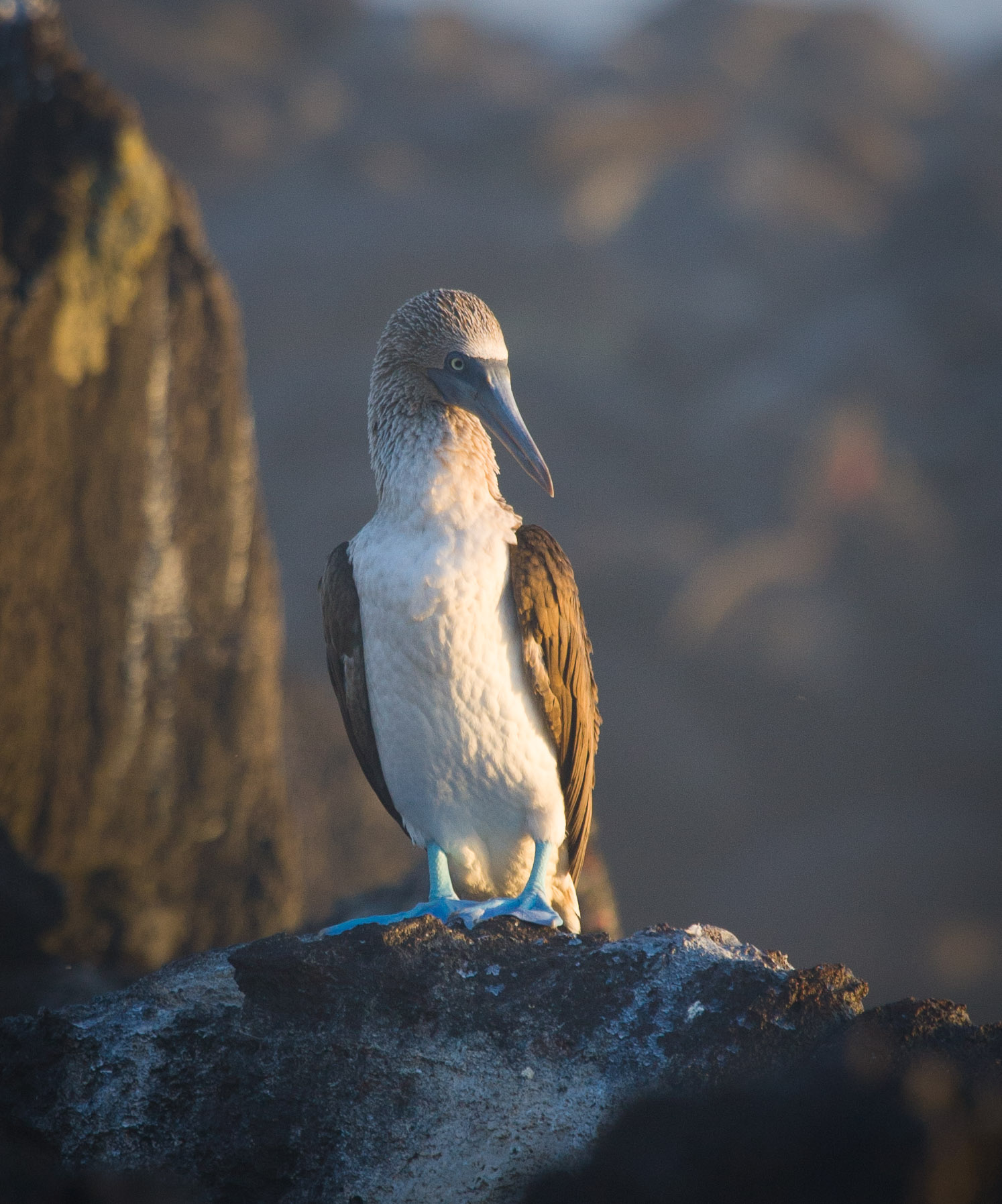 Blue-footed boobie