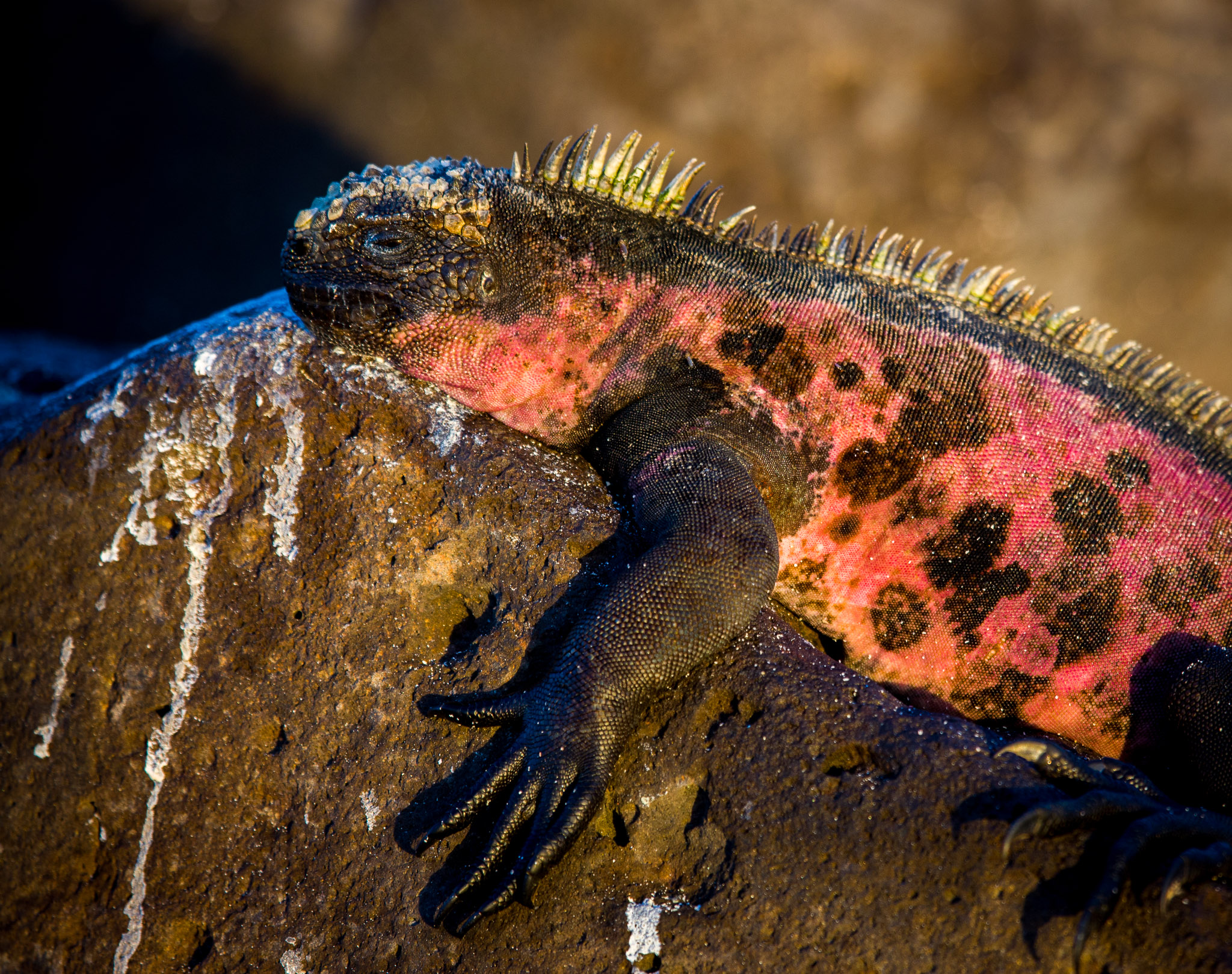 Marine iguanas warming up before first swim of the day on Isla Espanola