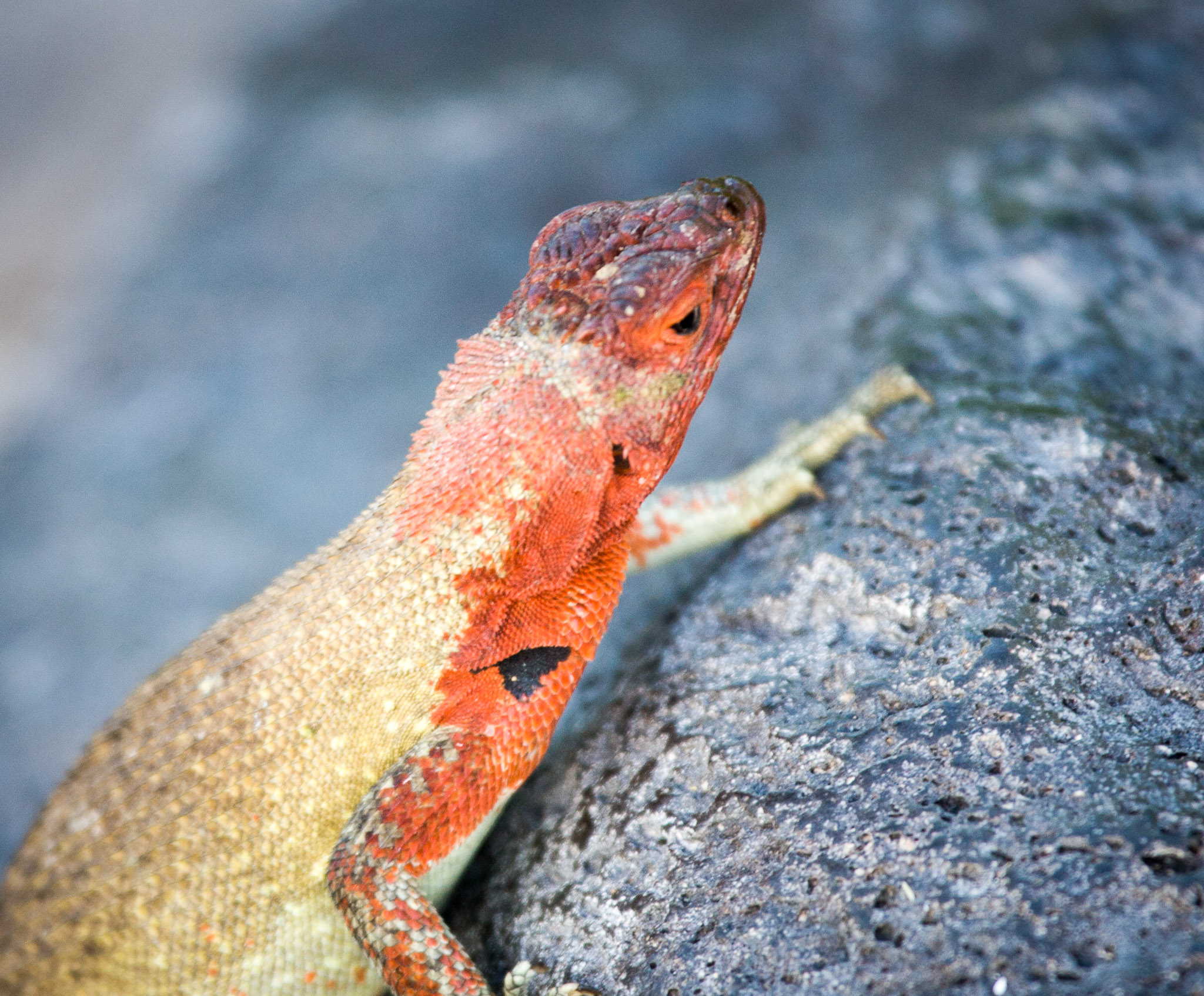 Lava lizard