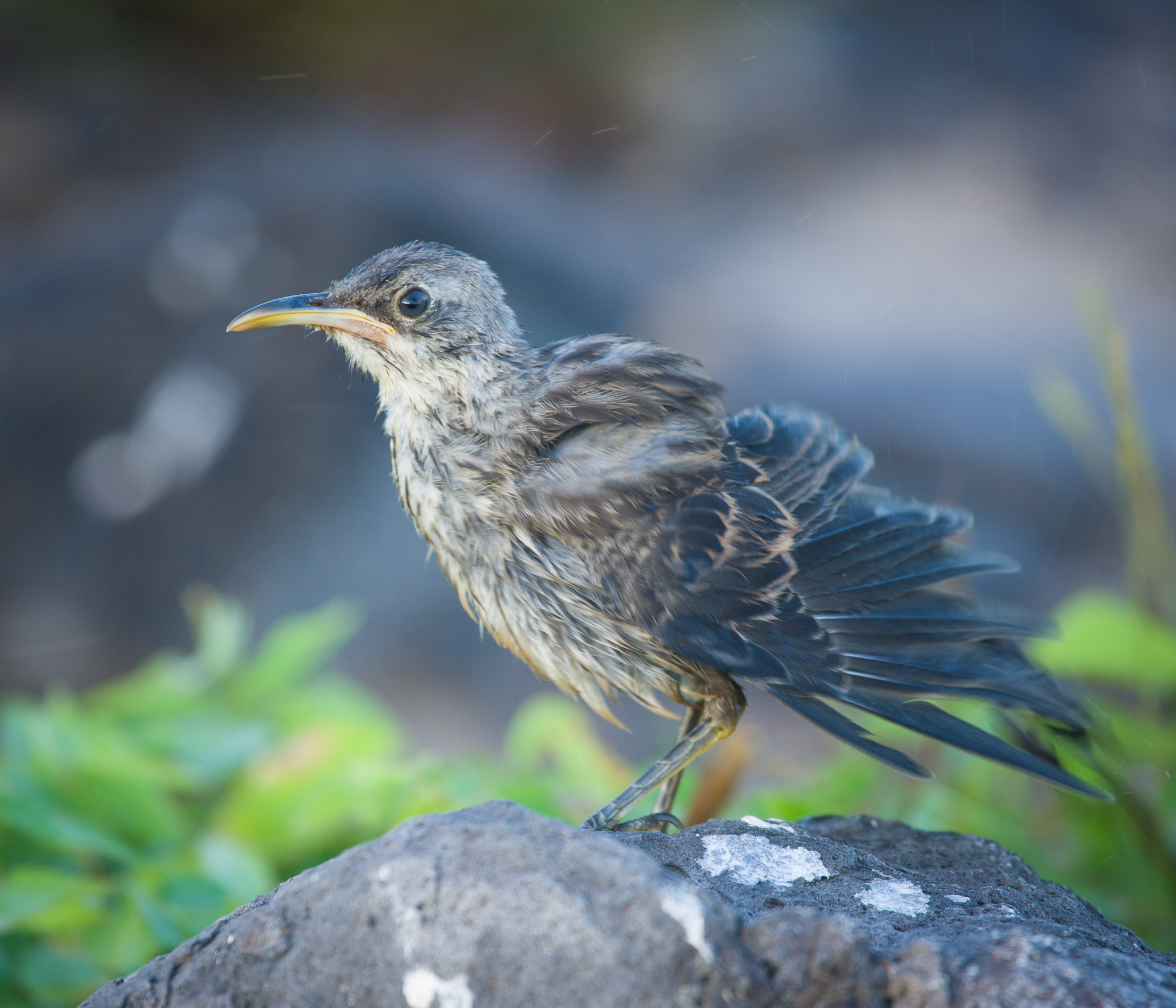 Mocking bird