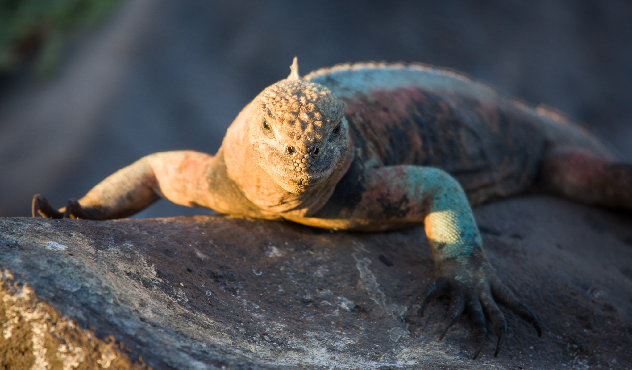 Marine iguanas warming up before first swim of the day on Isla Espanola