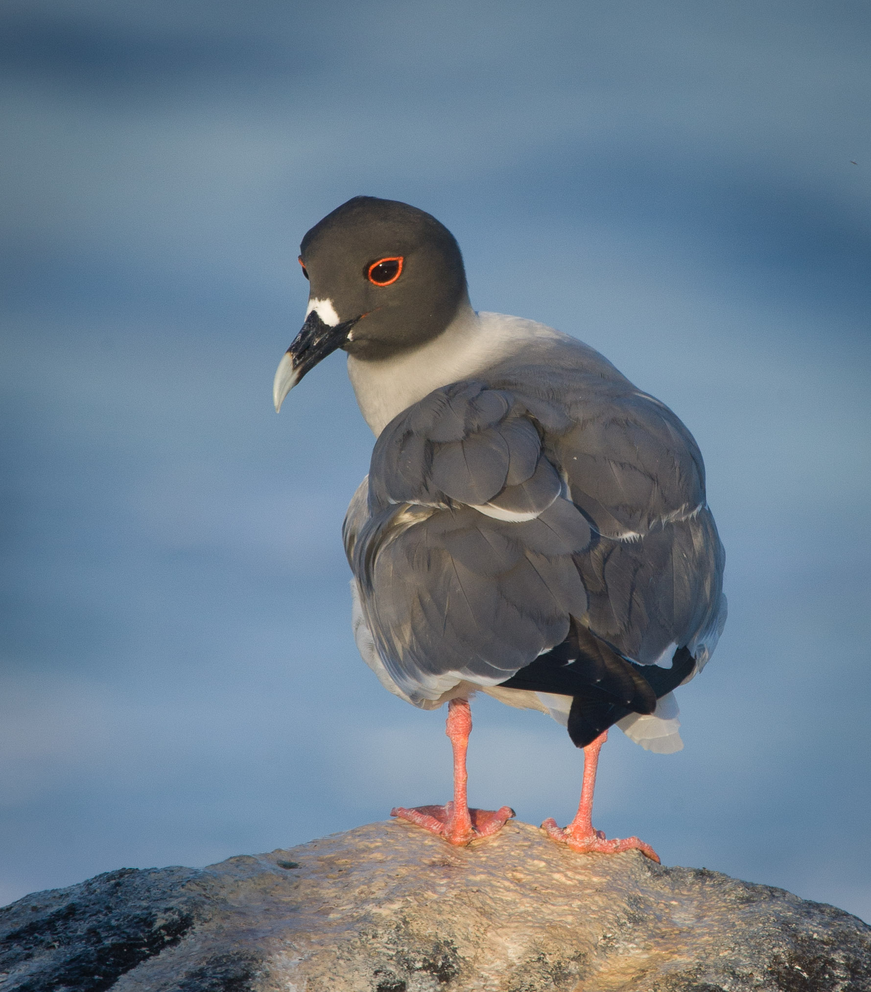 Swallow-tailed gull