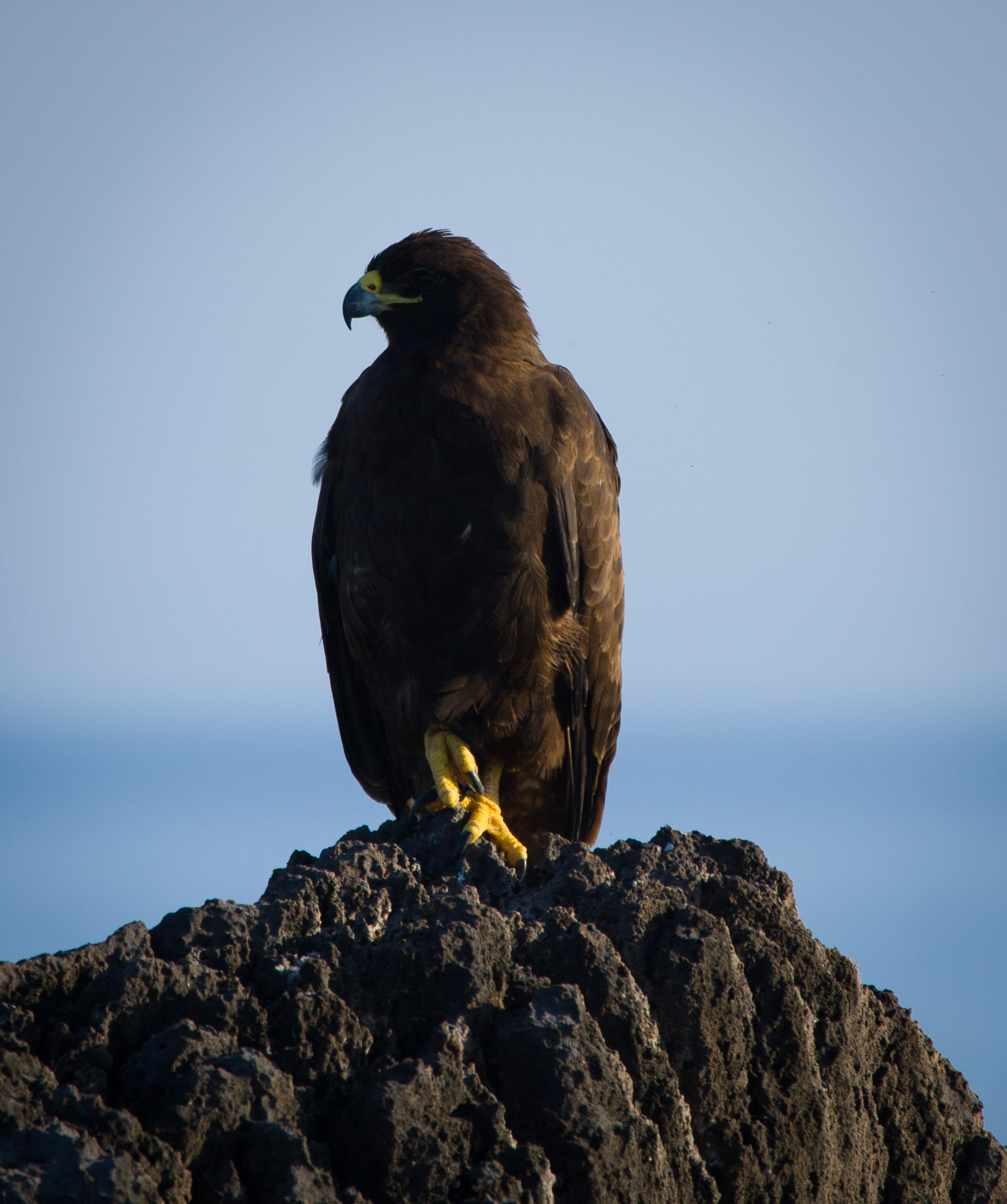 Galapagos hawk