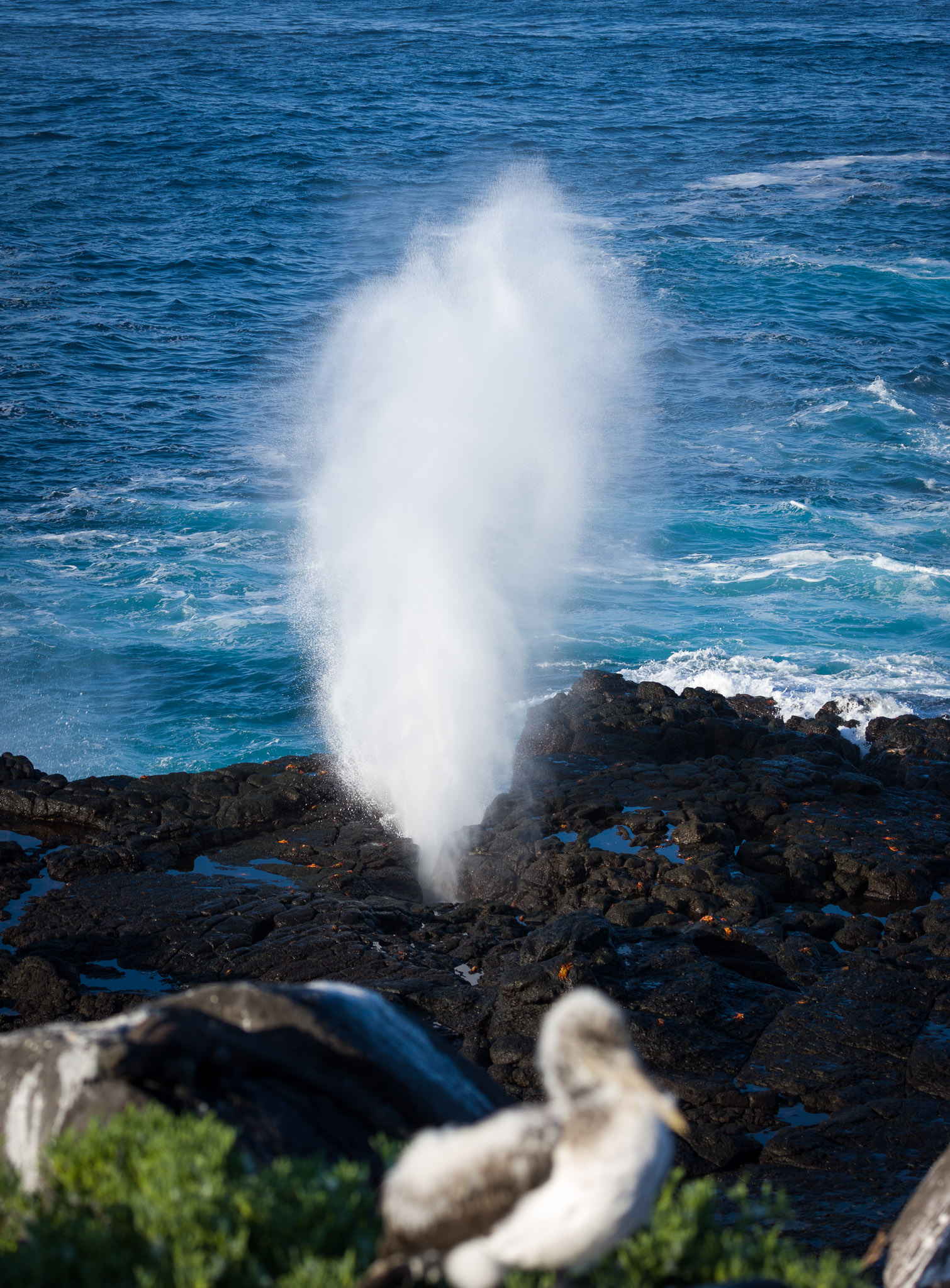 Blowhole