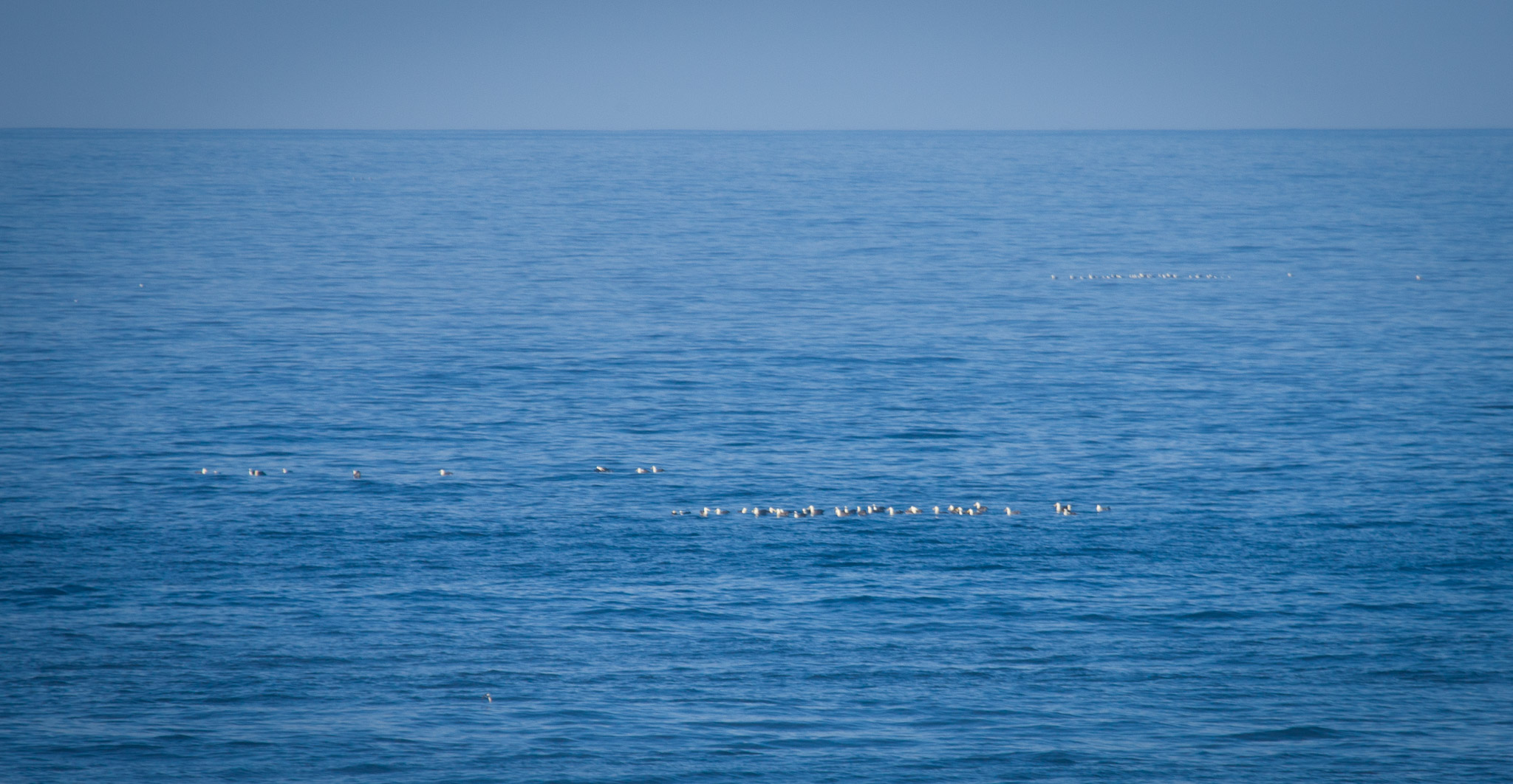 Albatross "raft" for weeks right off shore before nesting