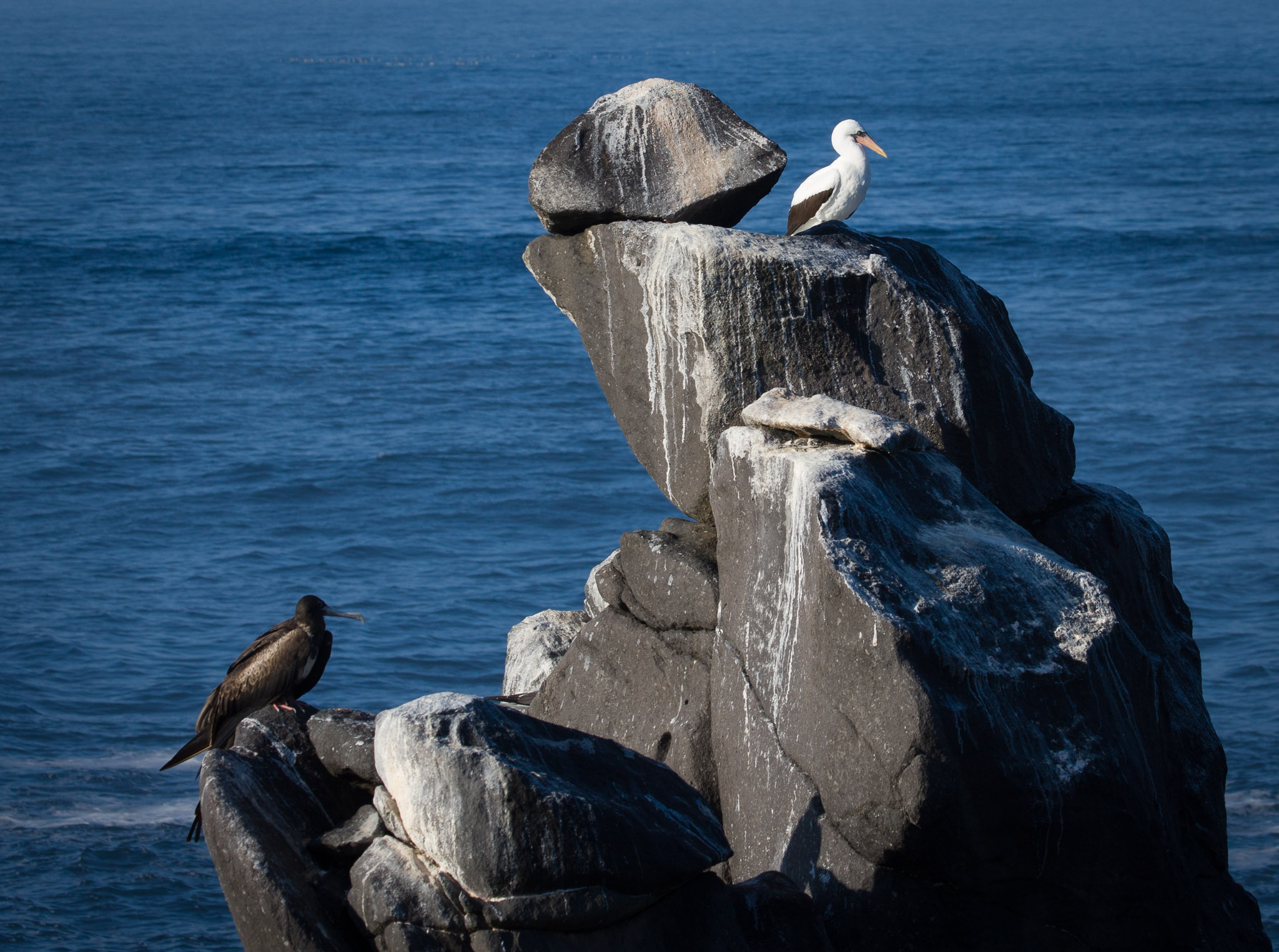 Nasca boobie & frigate bird