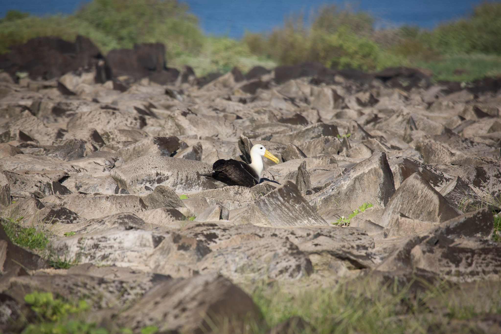 One Albatross already nesting, about a month early