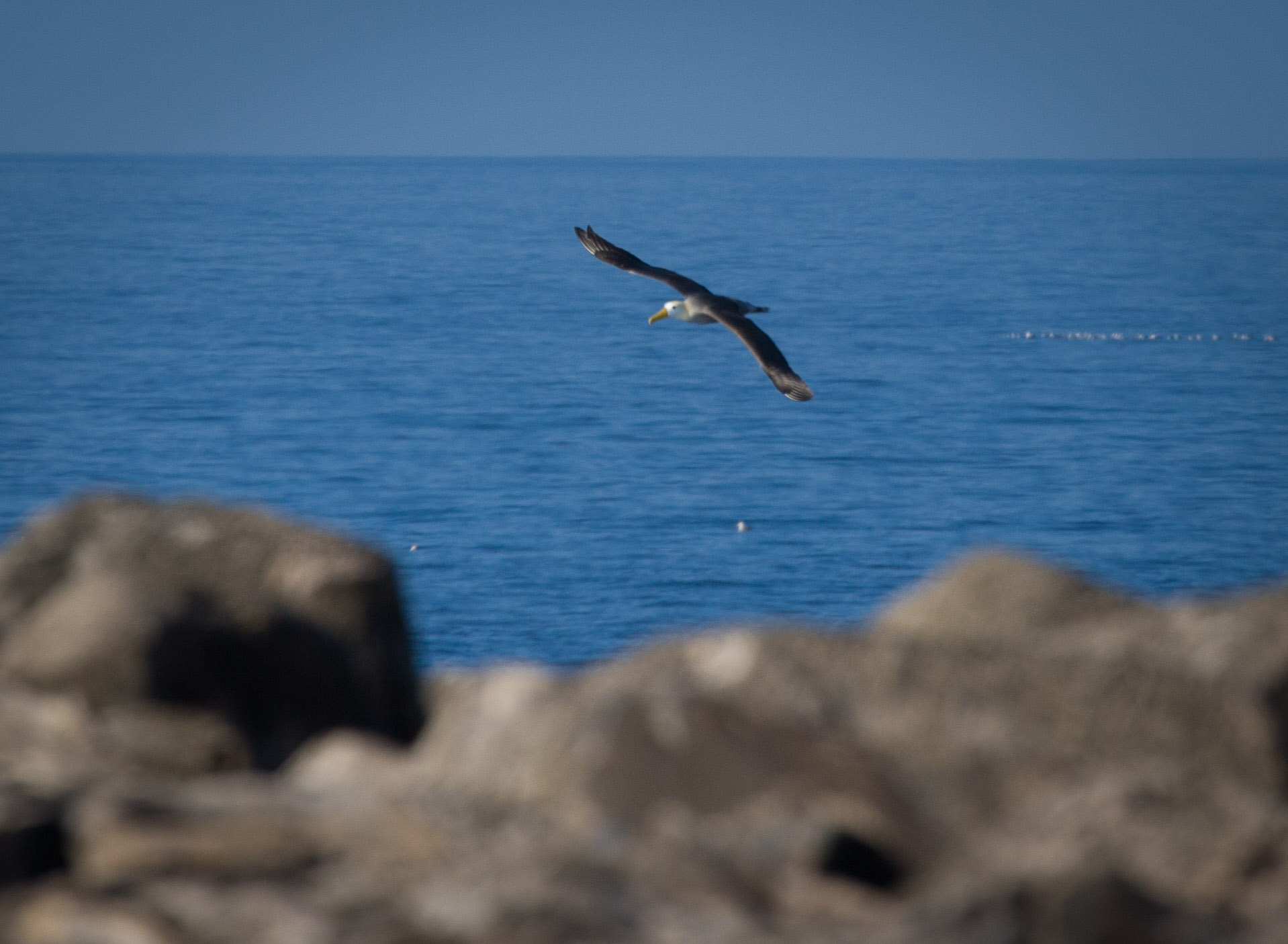 Albatross gathering before mating season on island