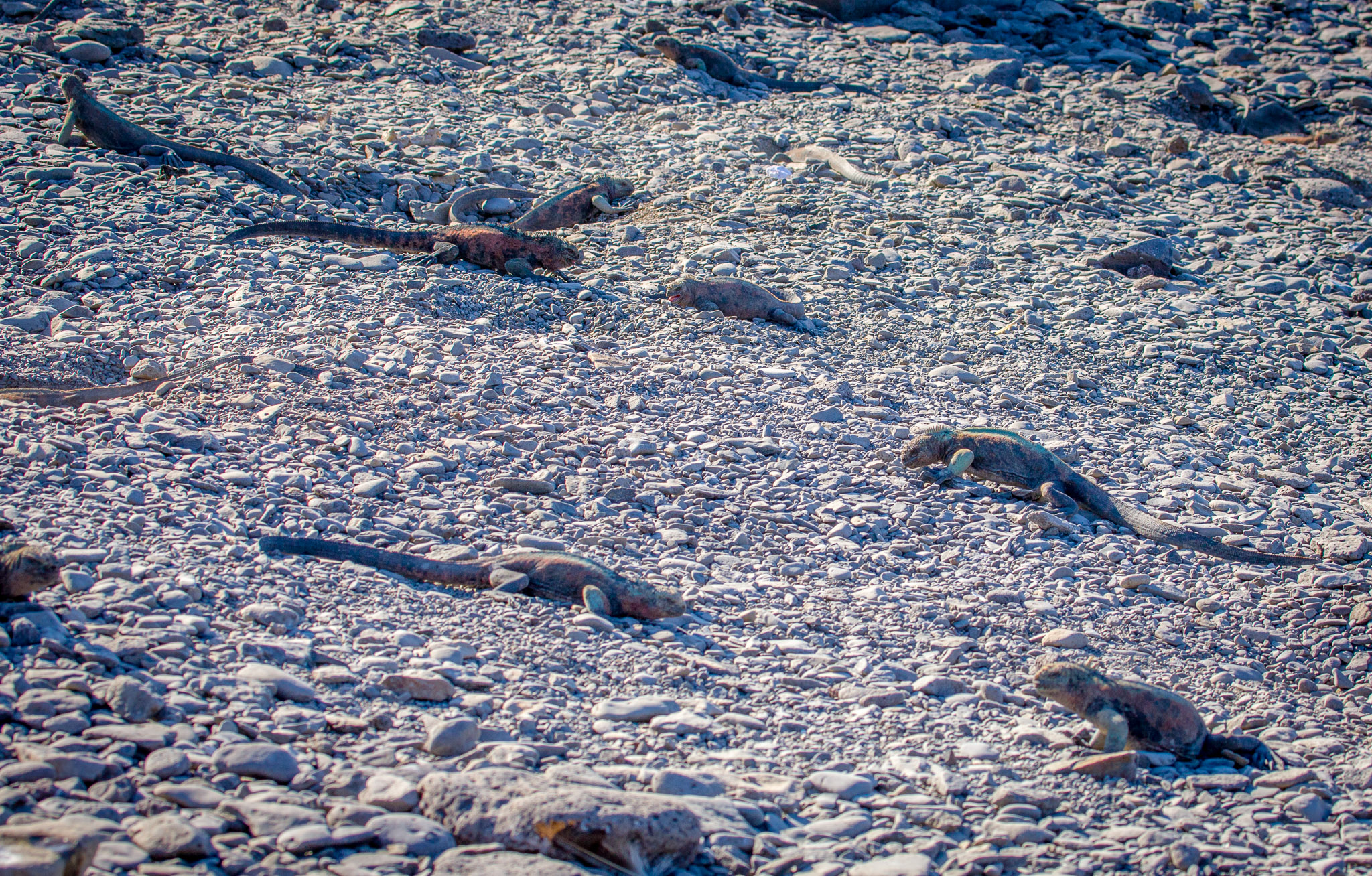 Marine iguanas  digging nests