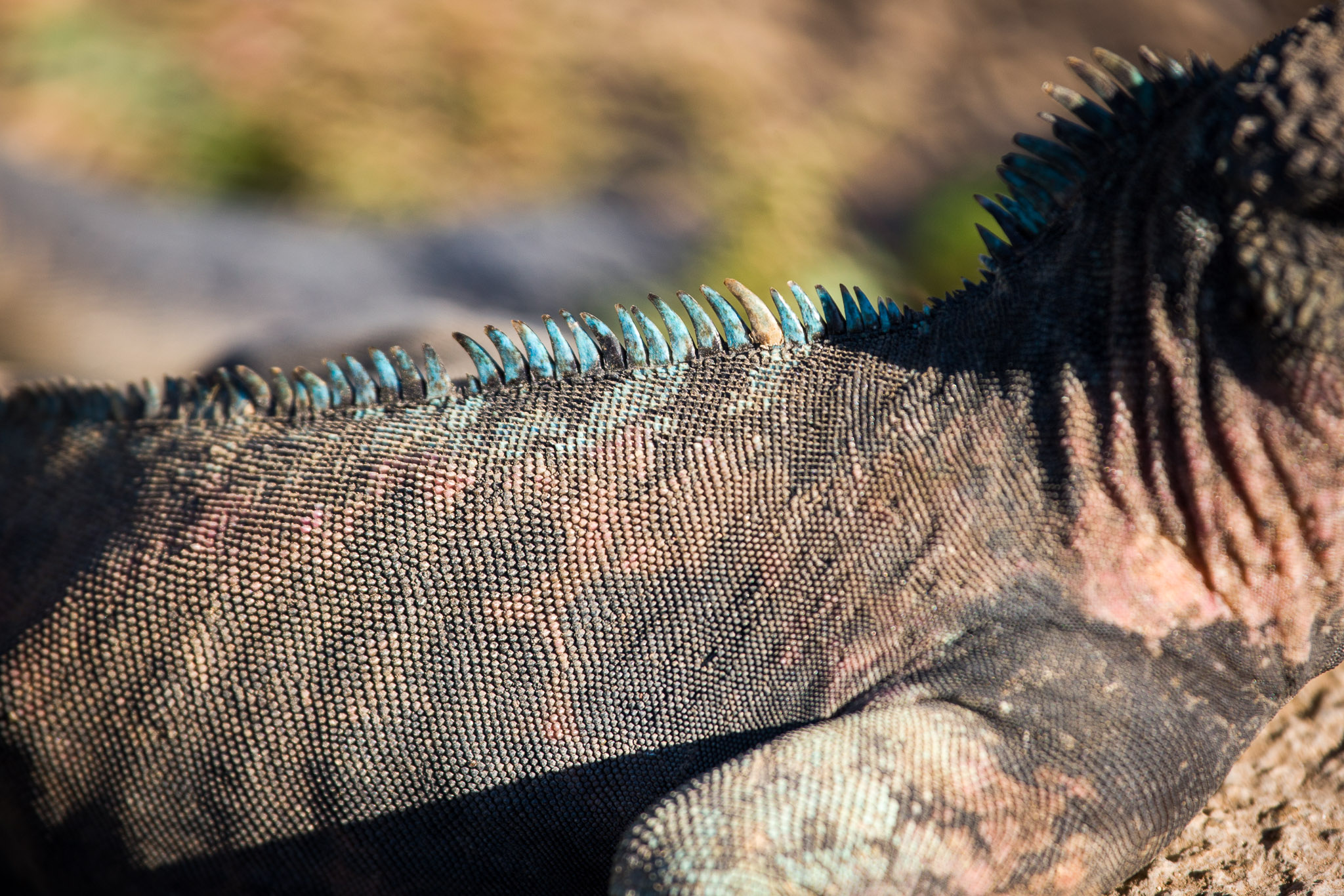 Marine iguanas warming up before first swim of the day