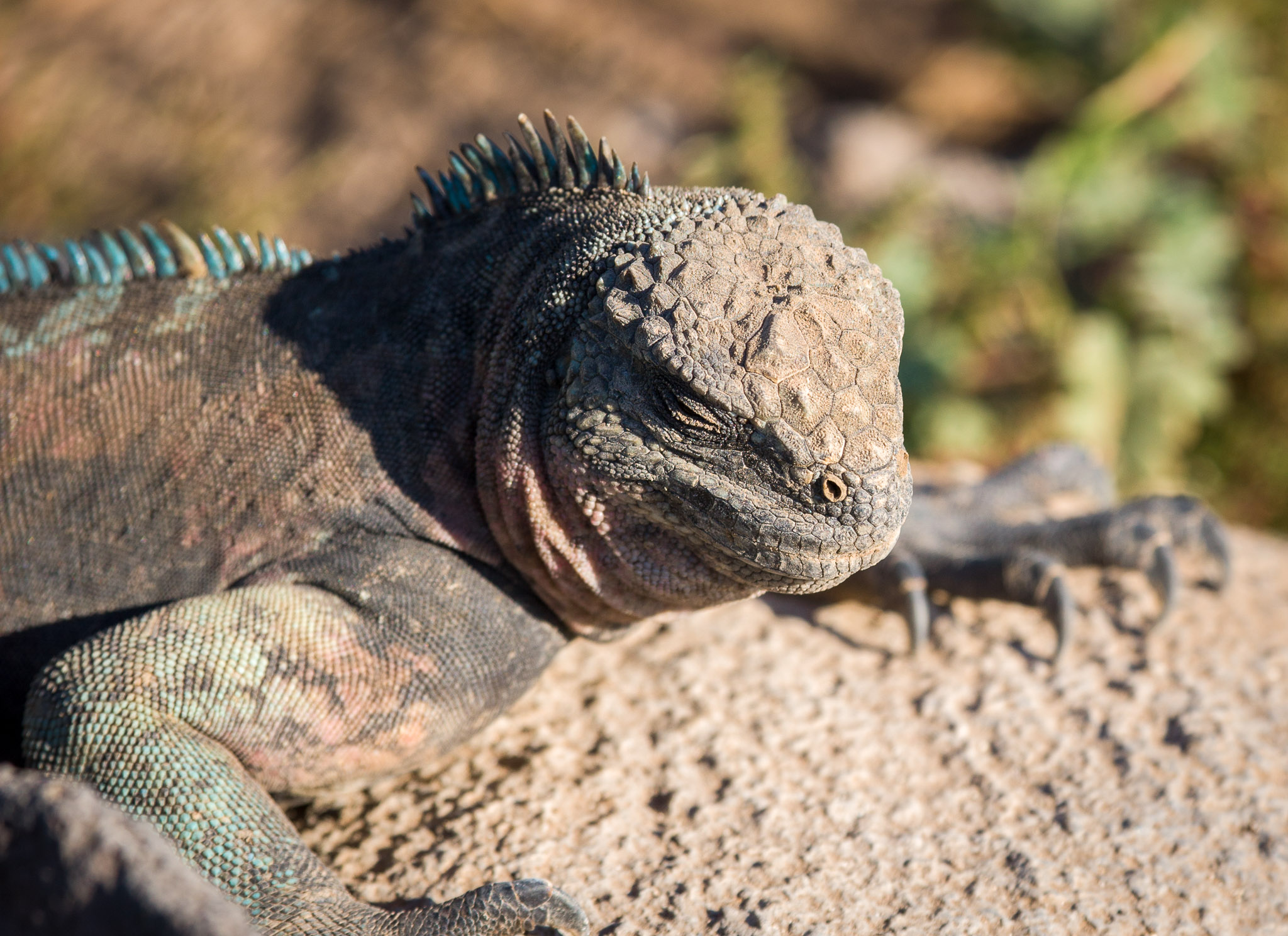 Marine iguanas warming up before first swim of the day