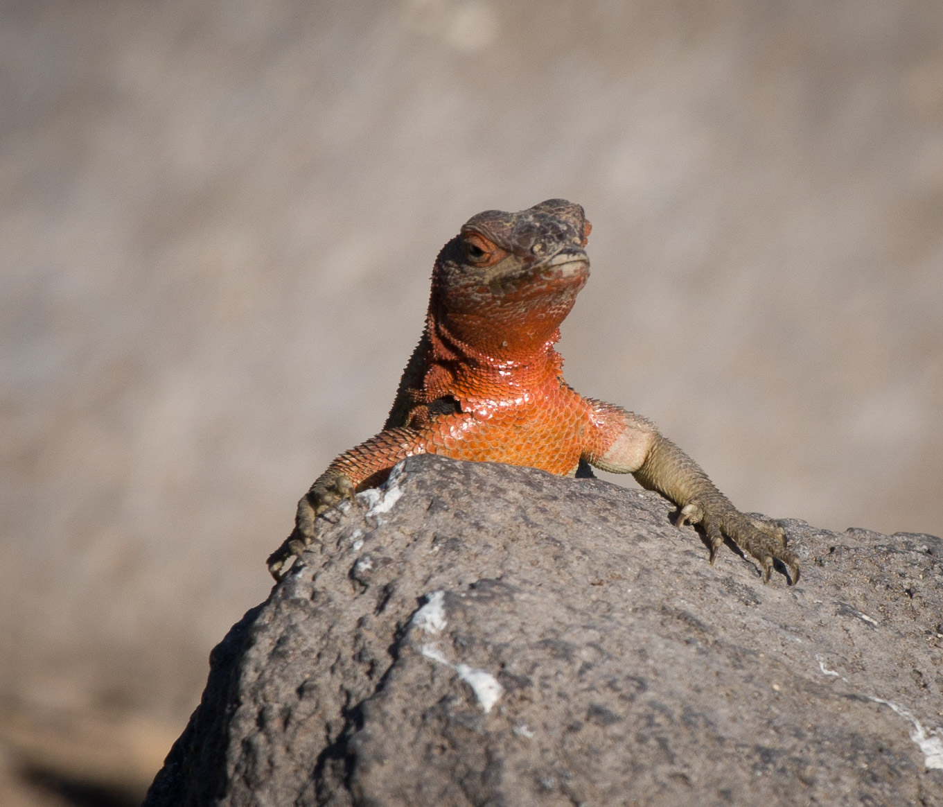 Lava lizard