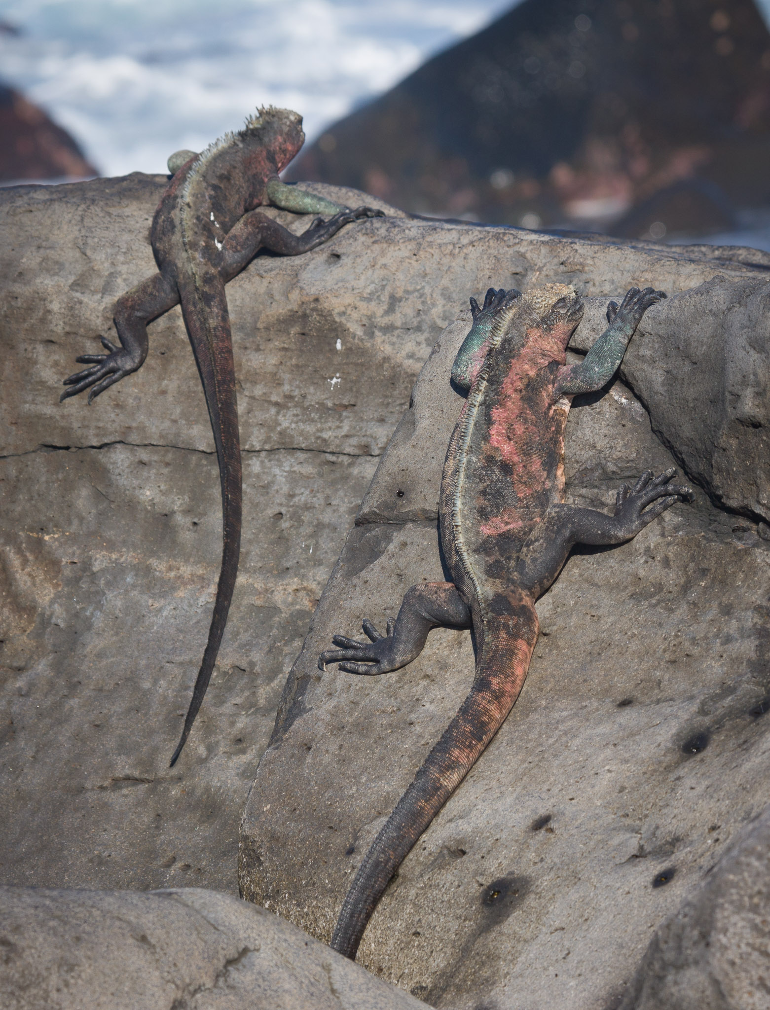 Marine iguanas warming up before first swim of the day