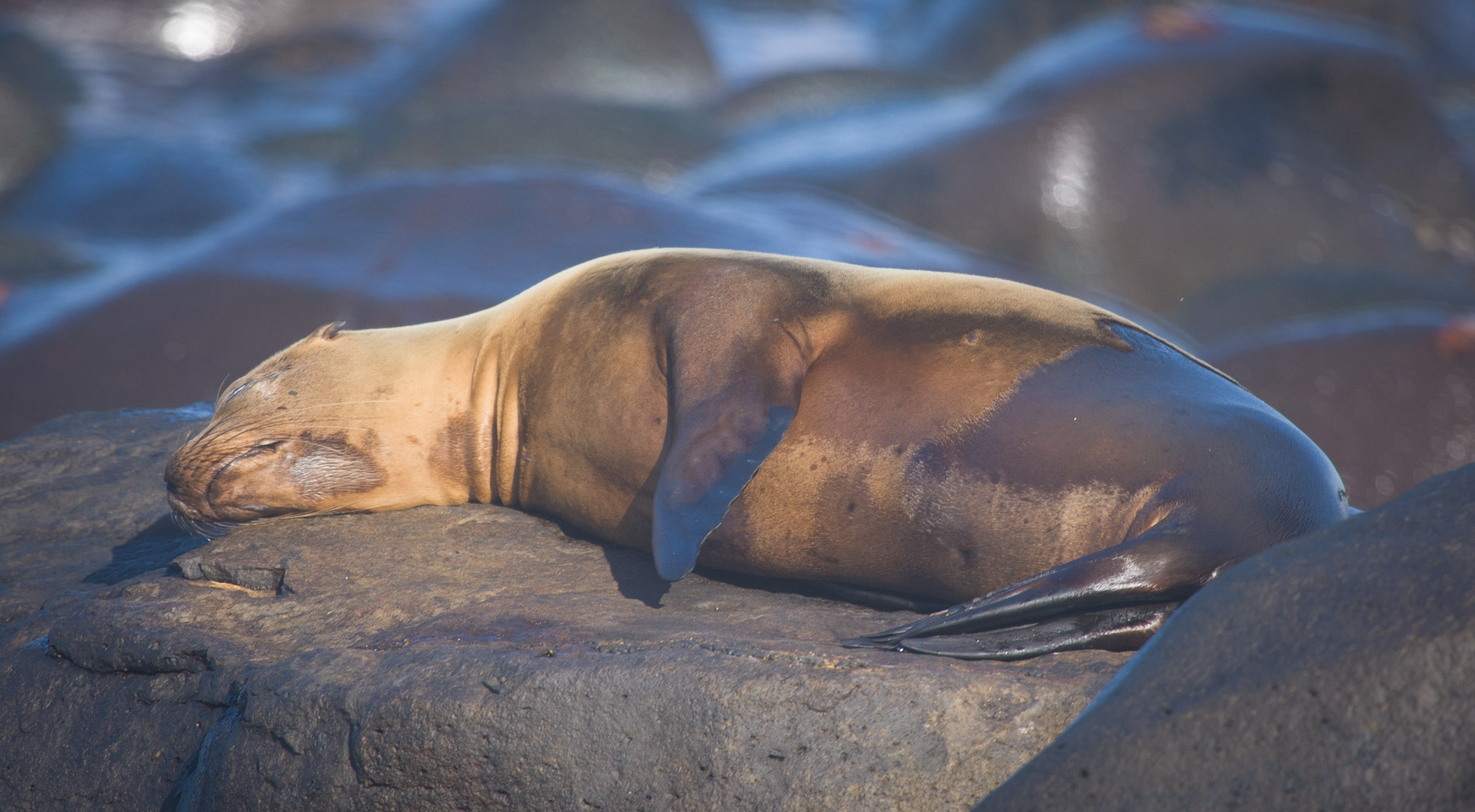 Sea lion