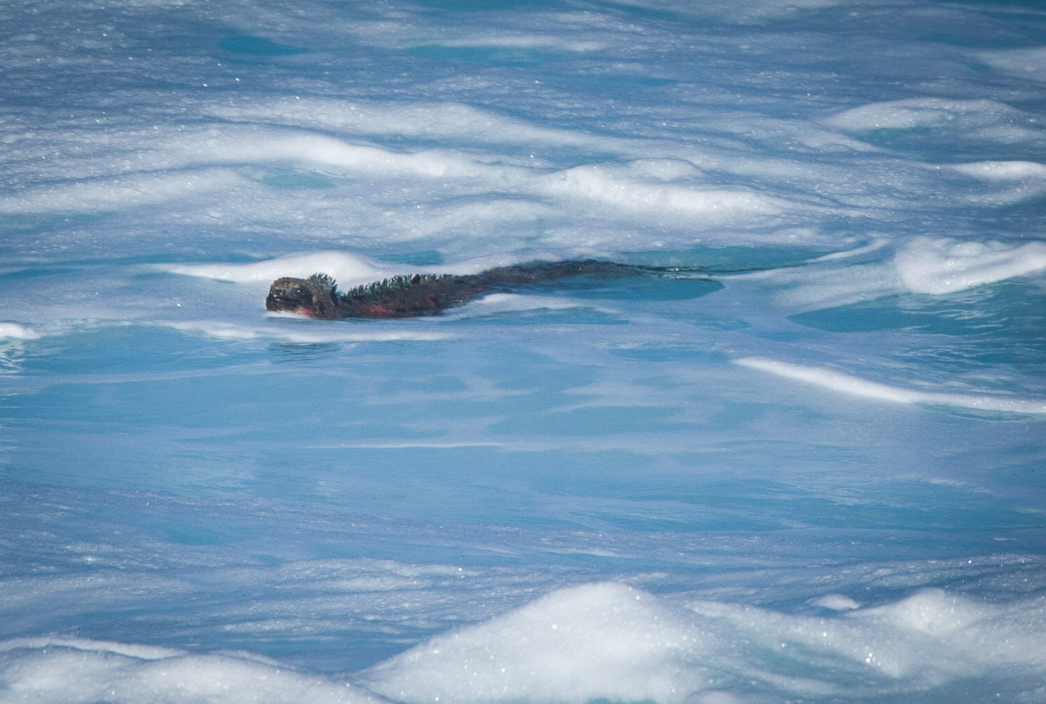 Marine iguana