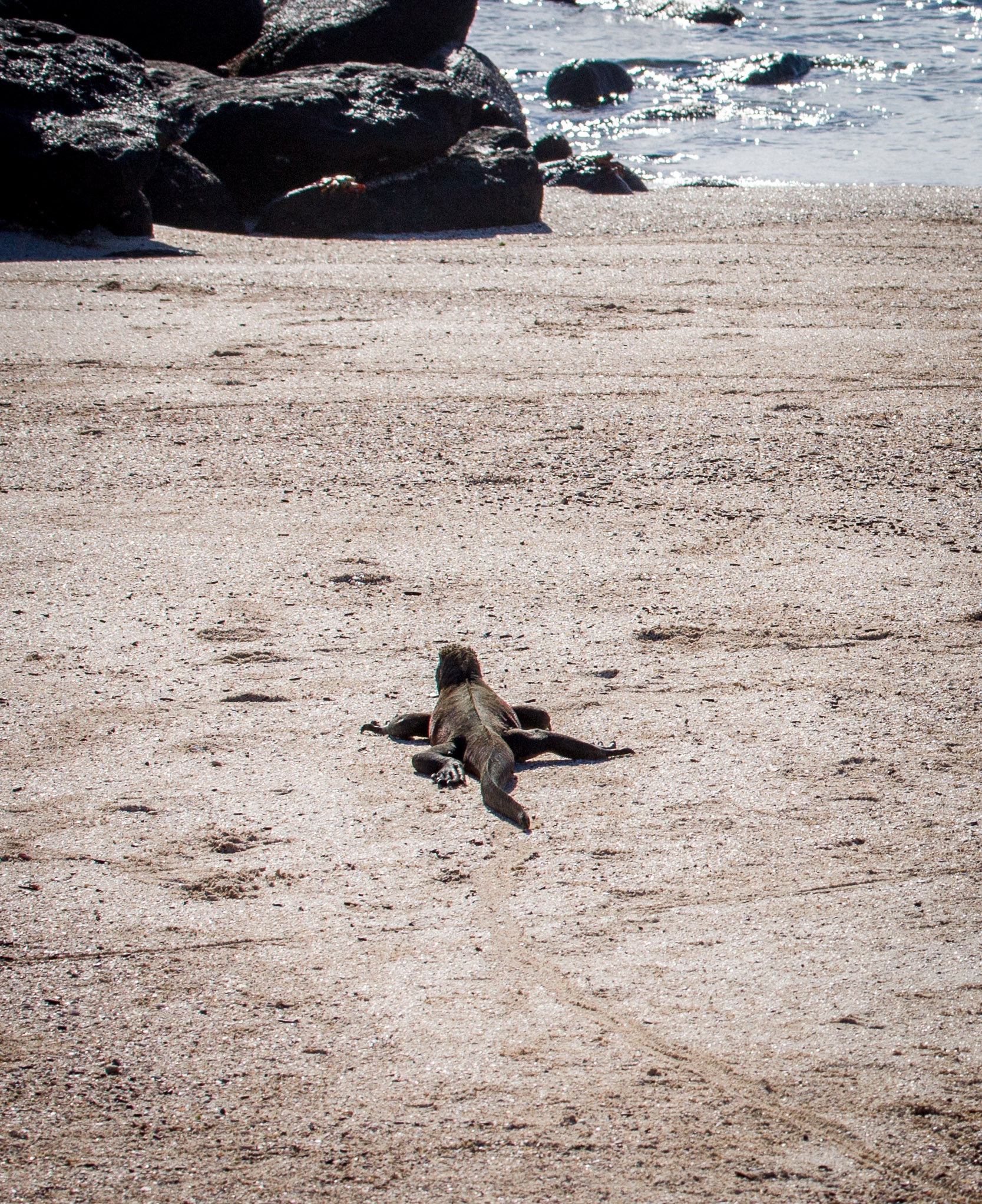 Marine iguana going for a swim