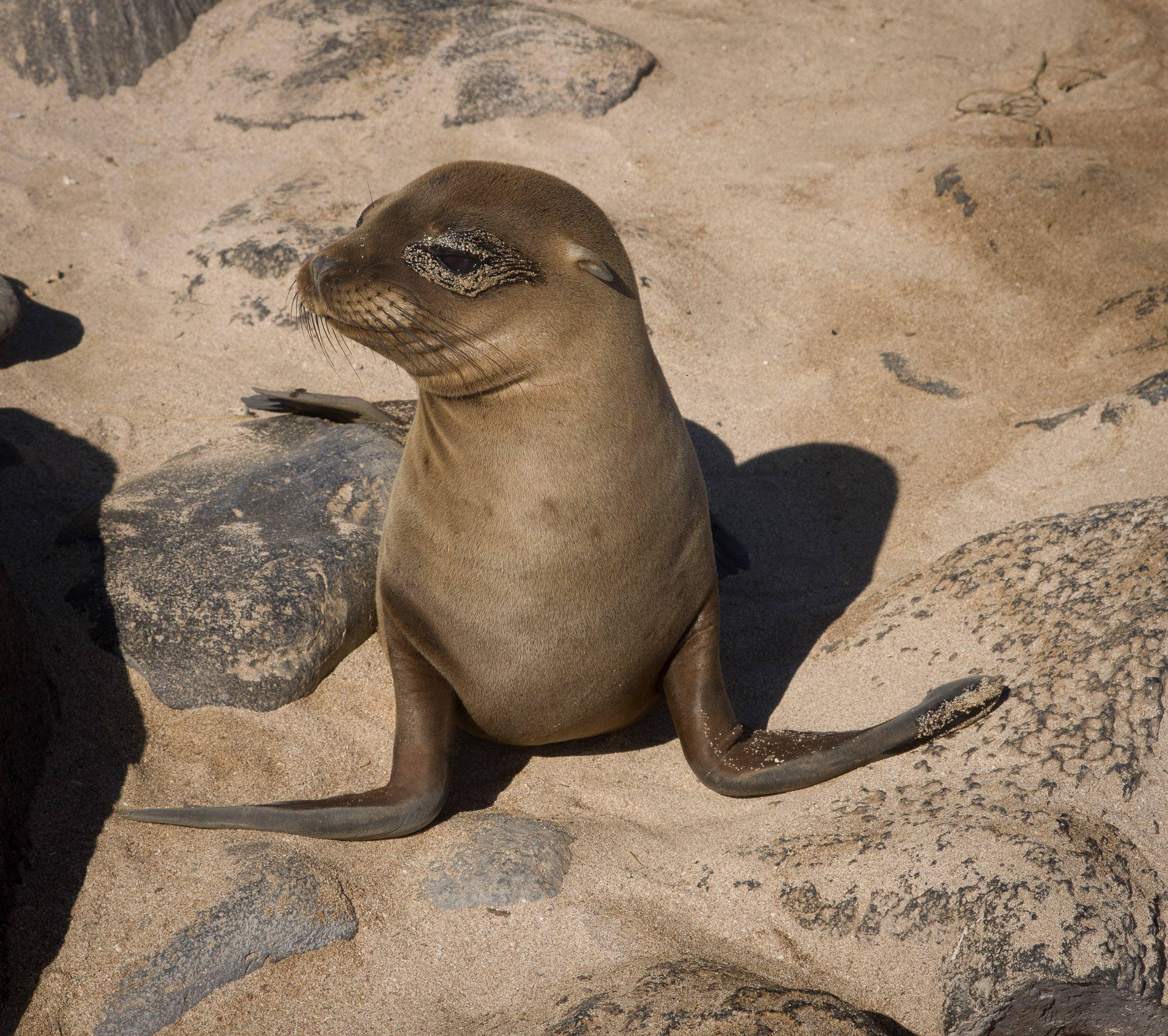 Sea lion pup