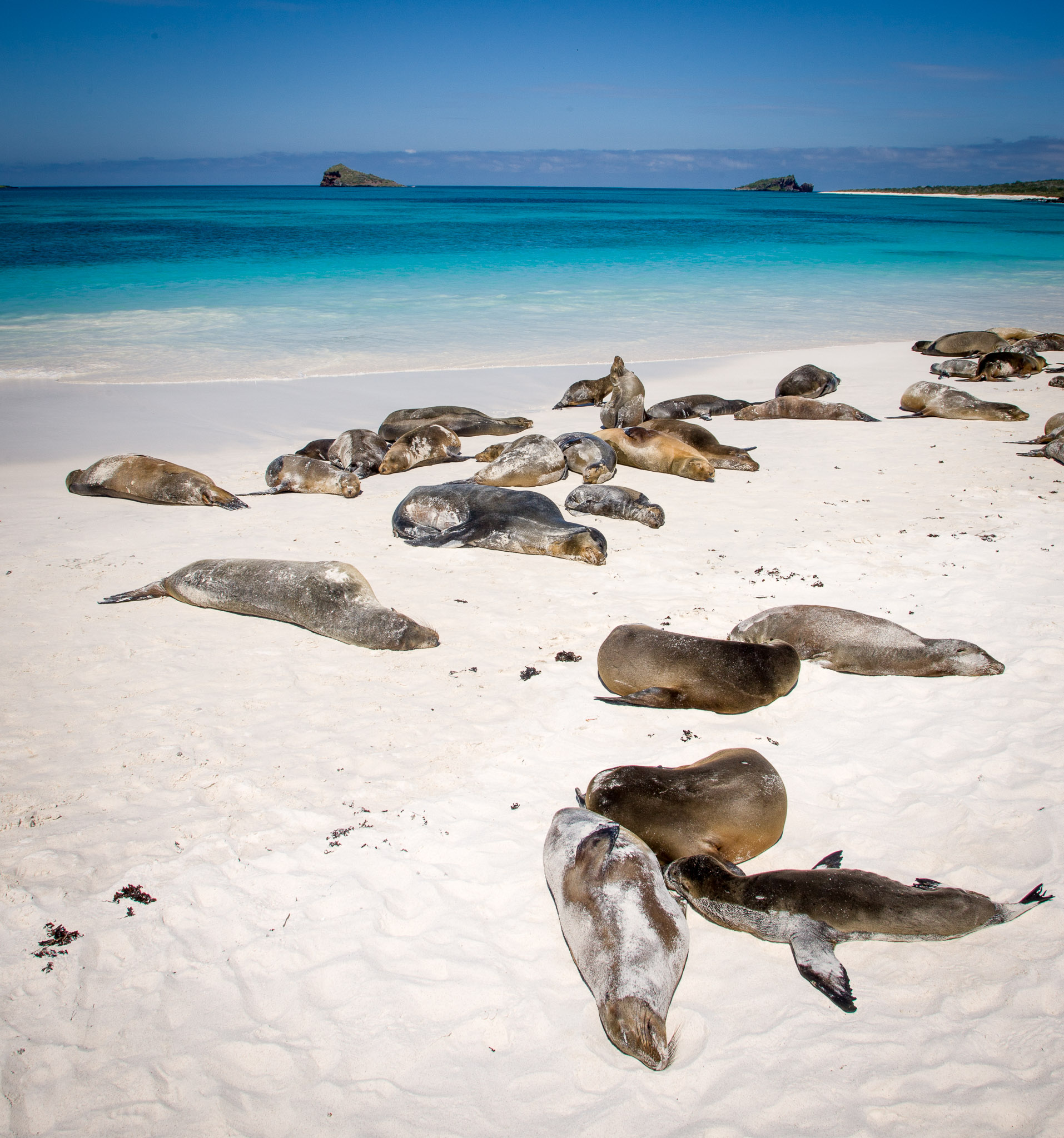 Hundreds of sea lions